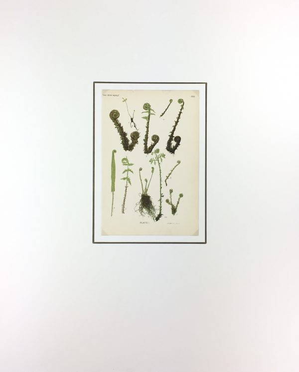 Botanical Print - Ferns, Francis Heath, 1885