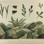 Botanical Print - European Ferns, V.Brooks, 1870