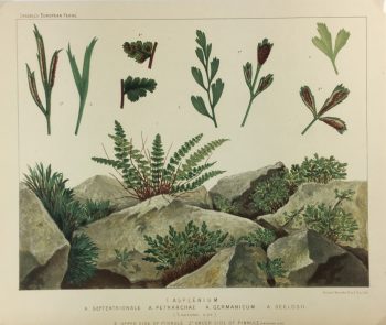 Botanical Print - European Ferns, V.Brooks, 1870
