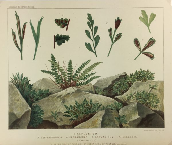 Botanical Print - European Ferns, V.Brooks, 1870