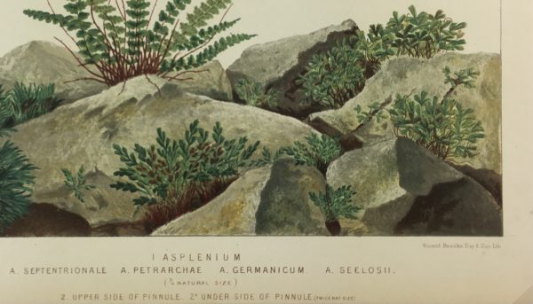 Botanical Print - European Ferns, V.Brooks, 1870
