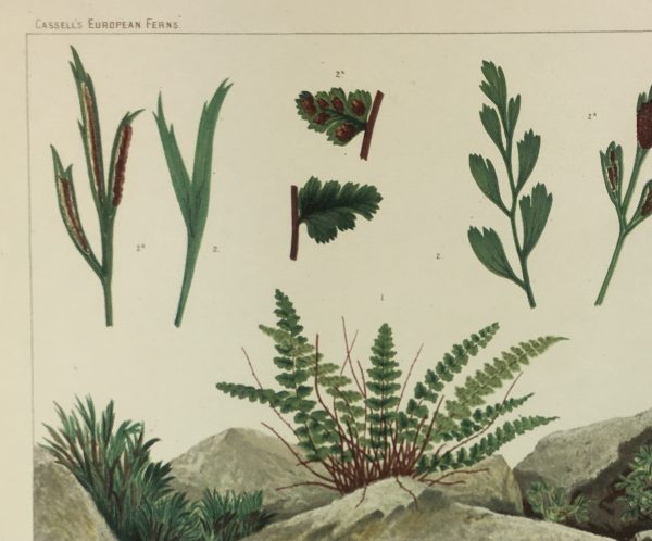 Botanical Print - European Ferns, V.Brooks, 1870