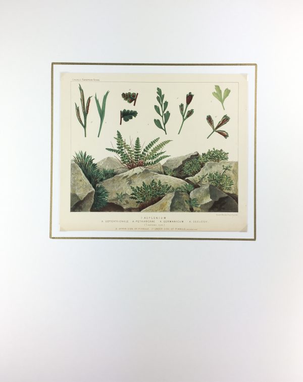 Botanical Print - European Ferns, V.Brooks, 1870