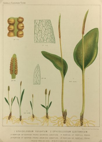 Botanical Print - European Ferns, V.Brooks, 1870