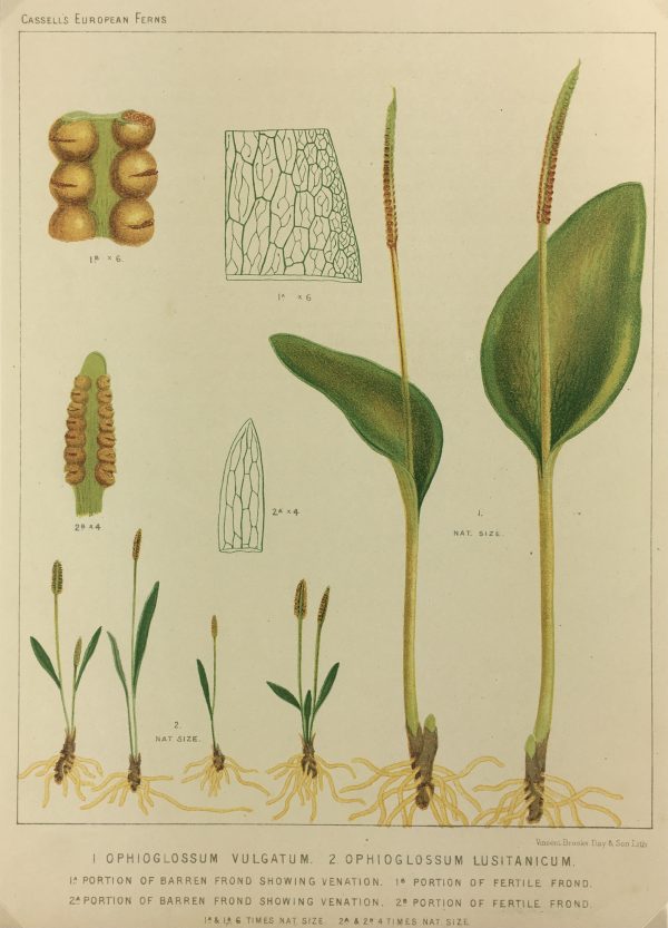 Botanical Print - European Ferns, V.Brooks, 1870