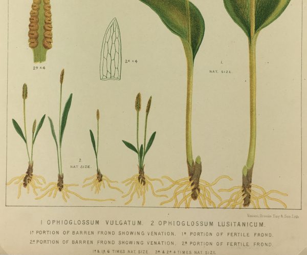 Botanical Print - European Ferns, V.Brooks, 1870