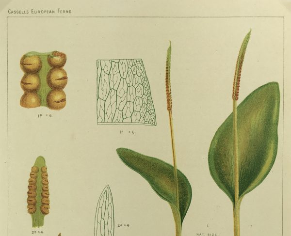 Botanical Print - European Ferns, V.Brooks, 1870