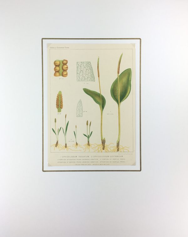 Botanical Print - European Ferns, V.Brooks, 1870