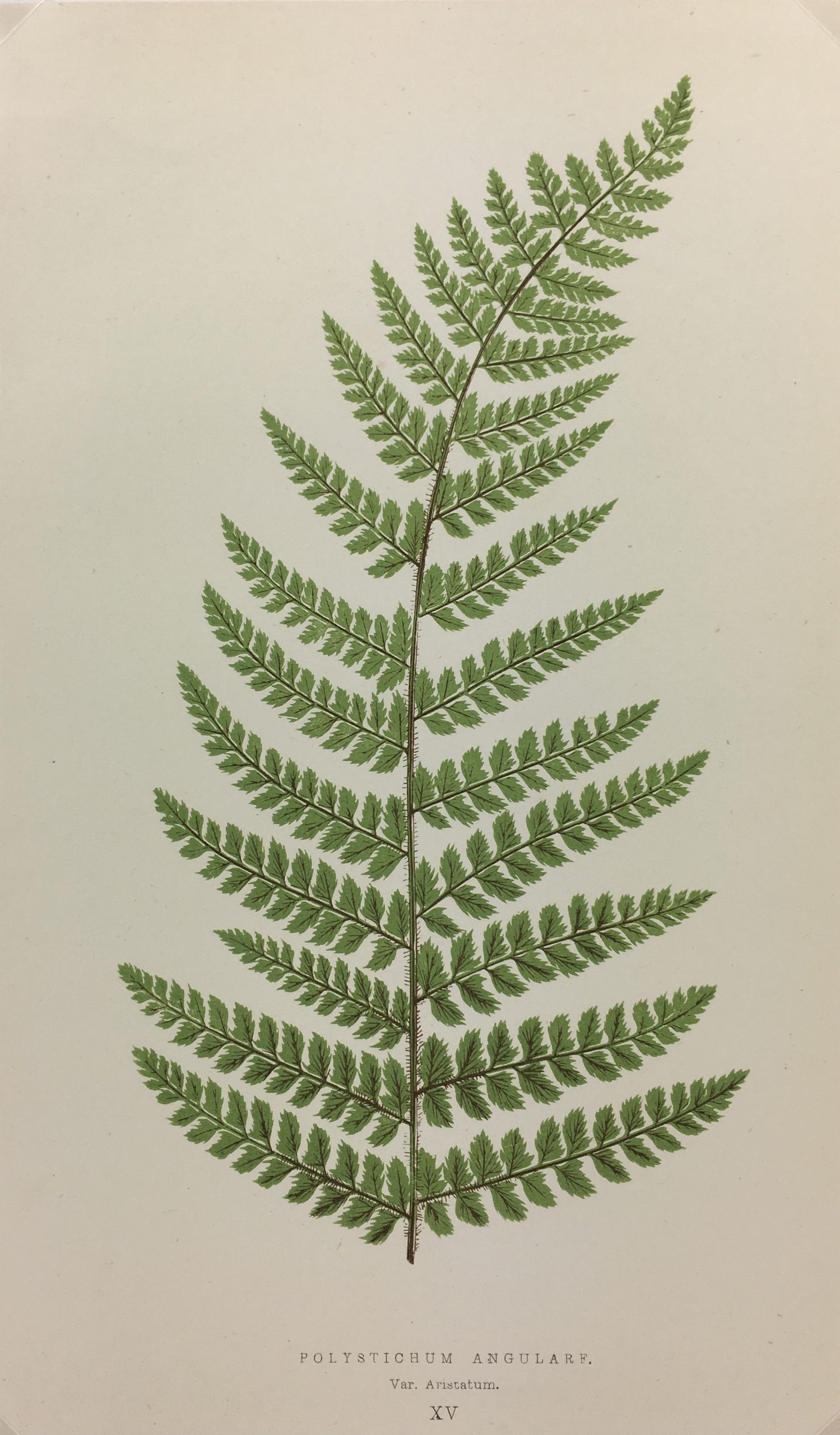 Botanical Print - Ferns, E. J. Lowe, 1867