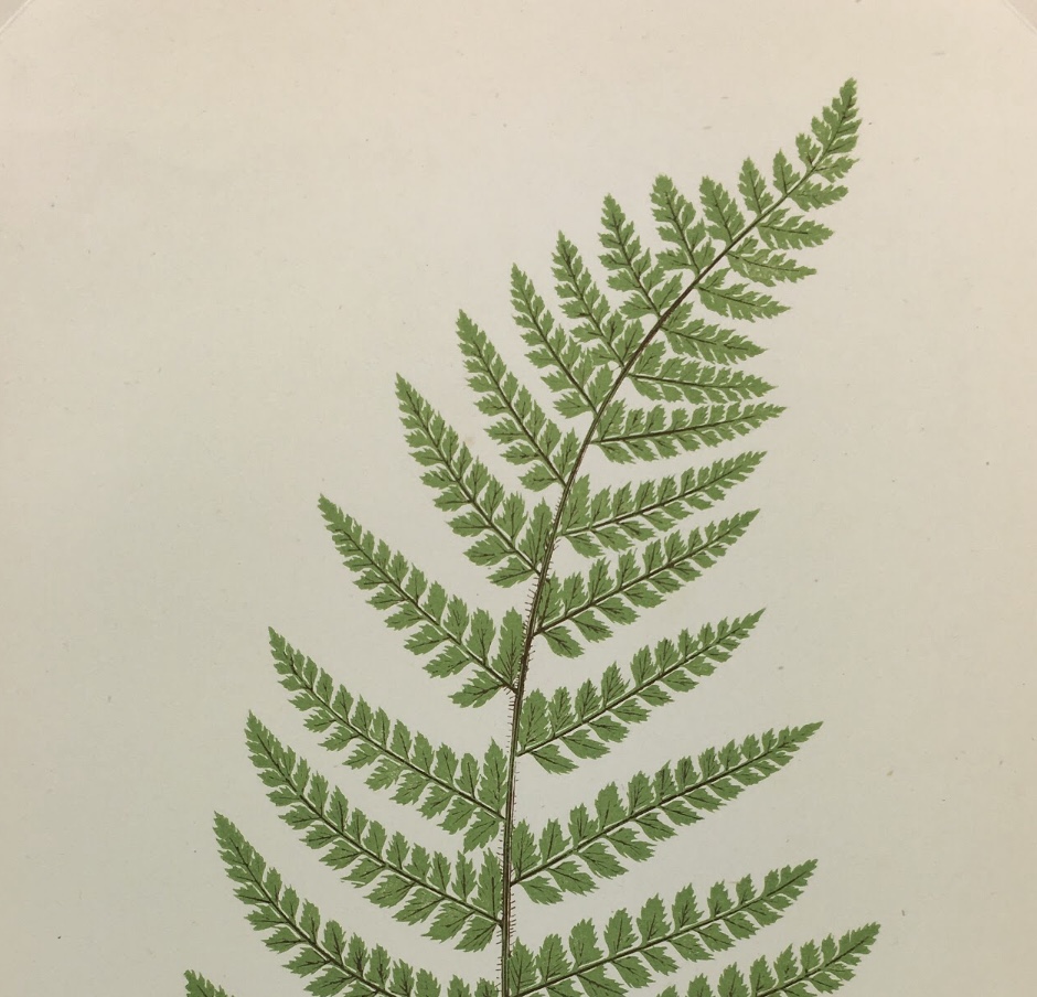 Botanical Print - Ferns, E. J. Lowe, 1867
