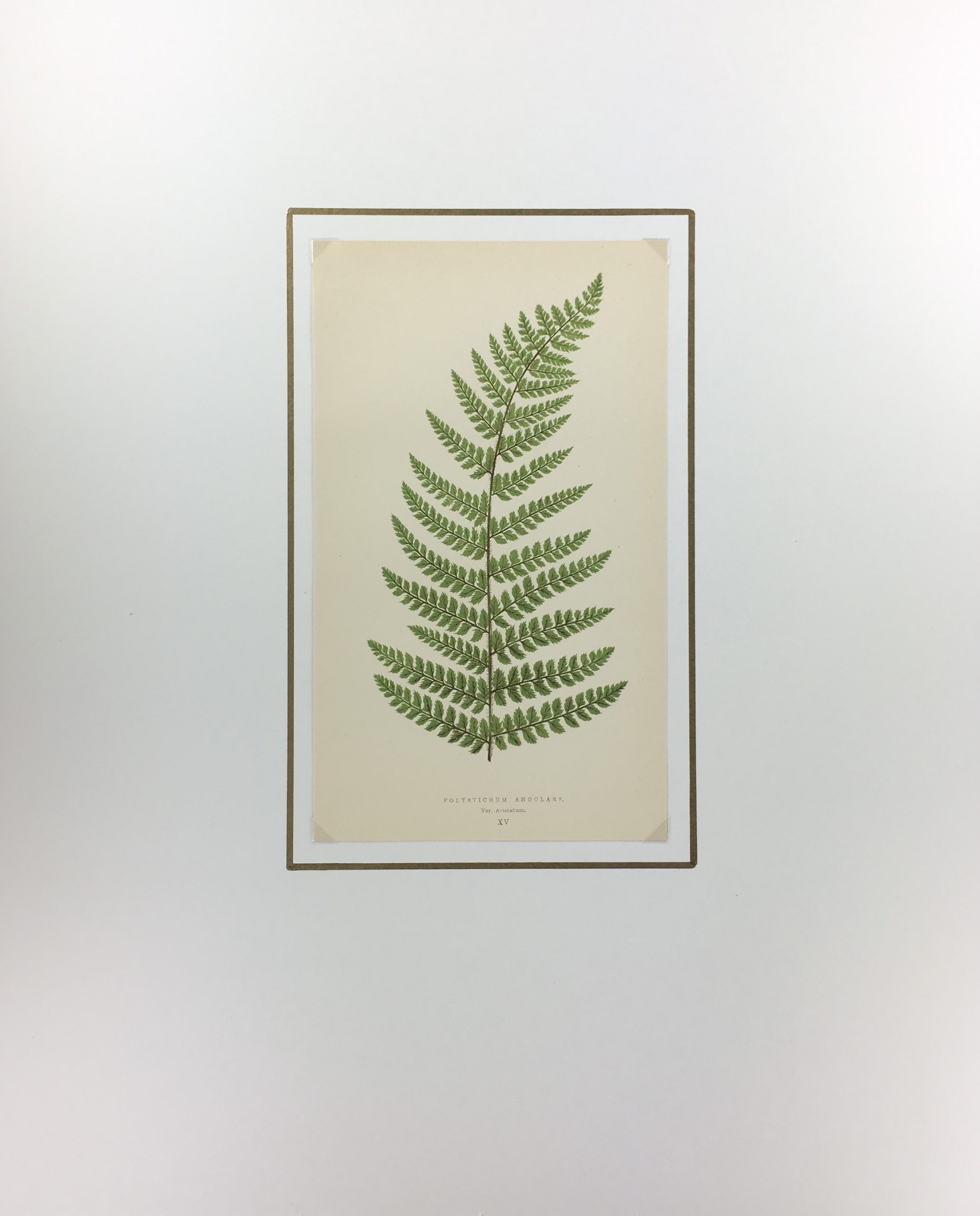 Botanical Print - Ferns, E. J. Lowe, 1867