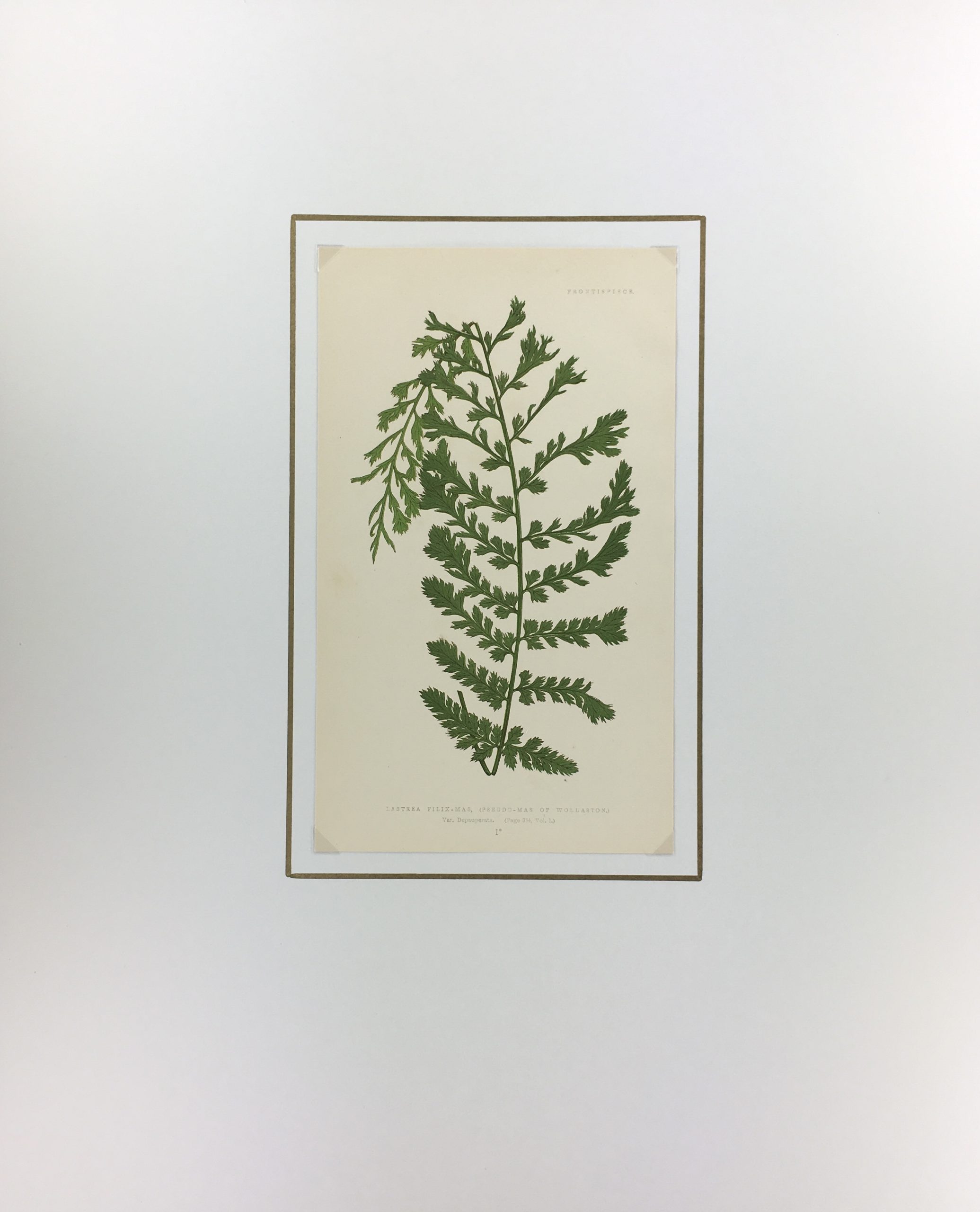 Botanical Print - Ferns, E. J. Lowe, 1867