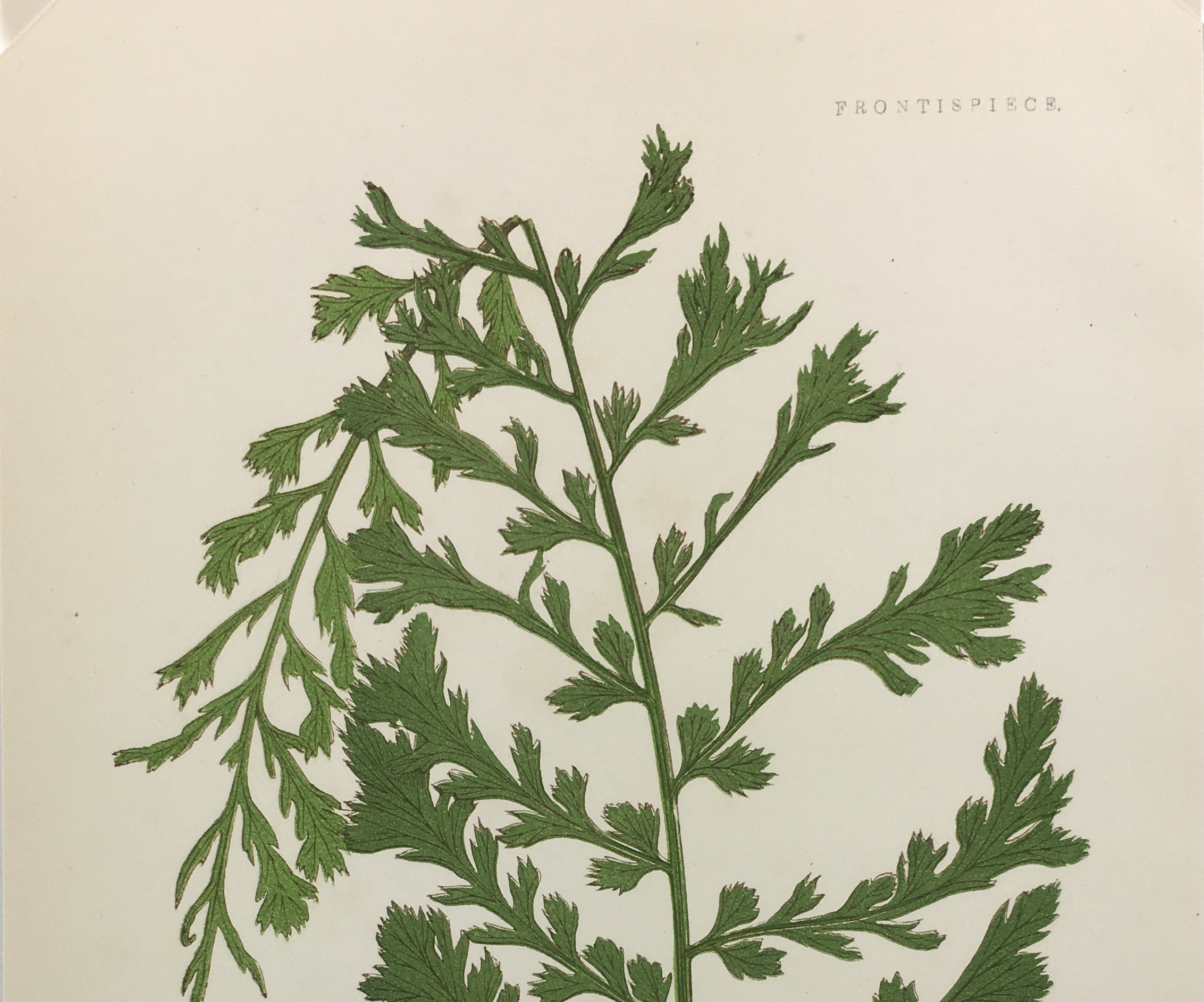 Botanical Print - Ferns, E. J. Lowe, 1867