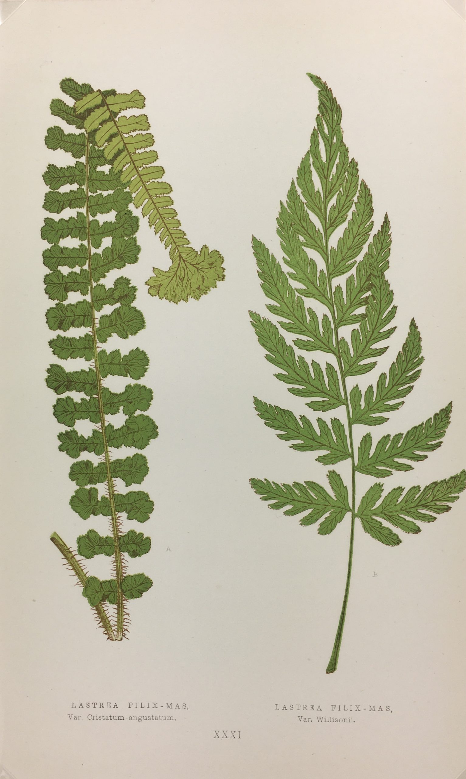 Botanical Print - Ferns, E. J. Lowe, 1867