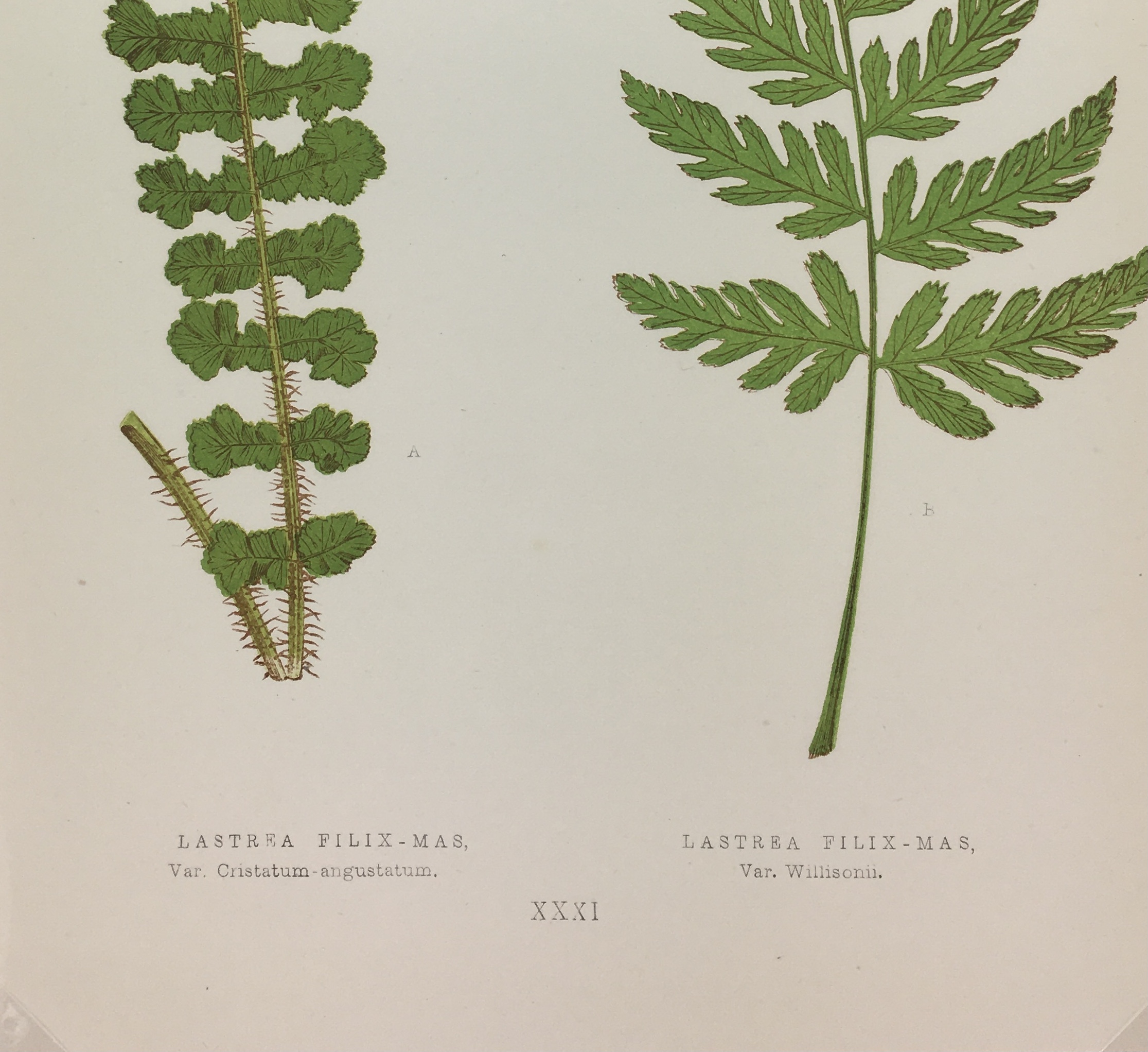 Botanical Print - Ferns, E. J. Lowe, 1867
