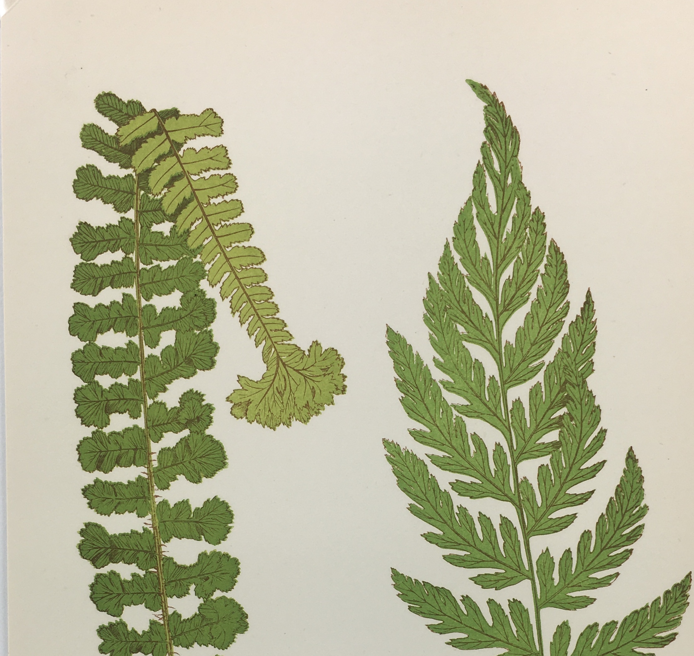 Botanical Print - Ferns, E. J. Lowe, 1867