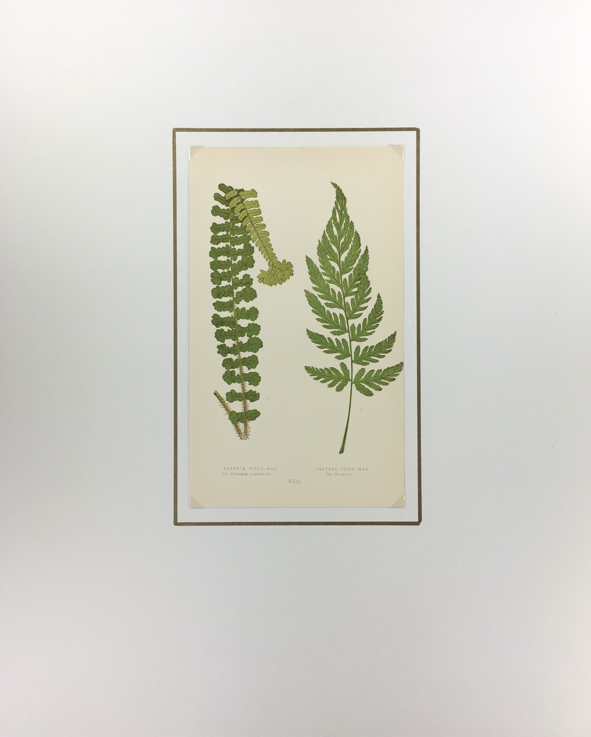 Botanical Print - Ferns, E. J. Lowe, 1867