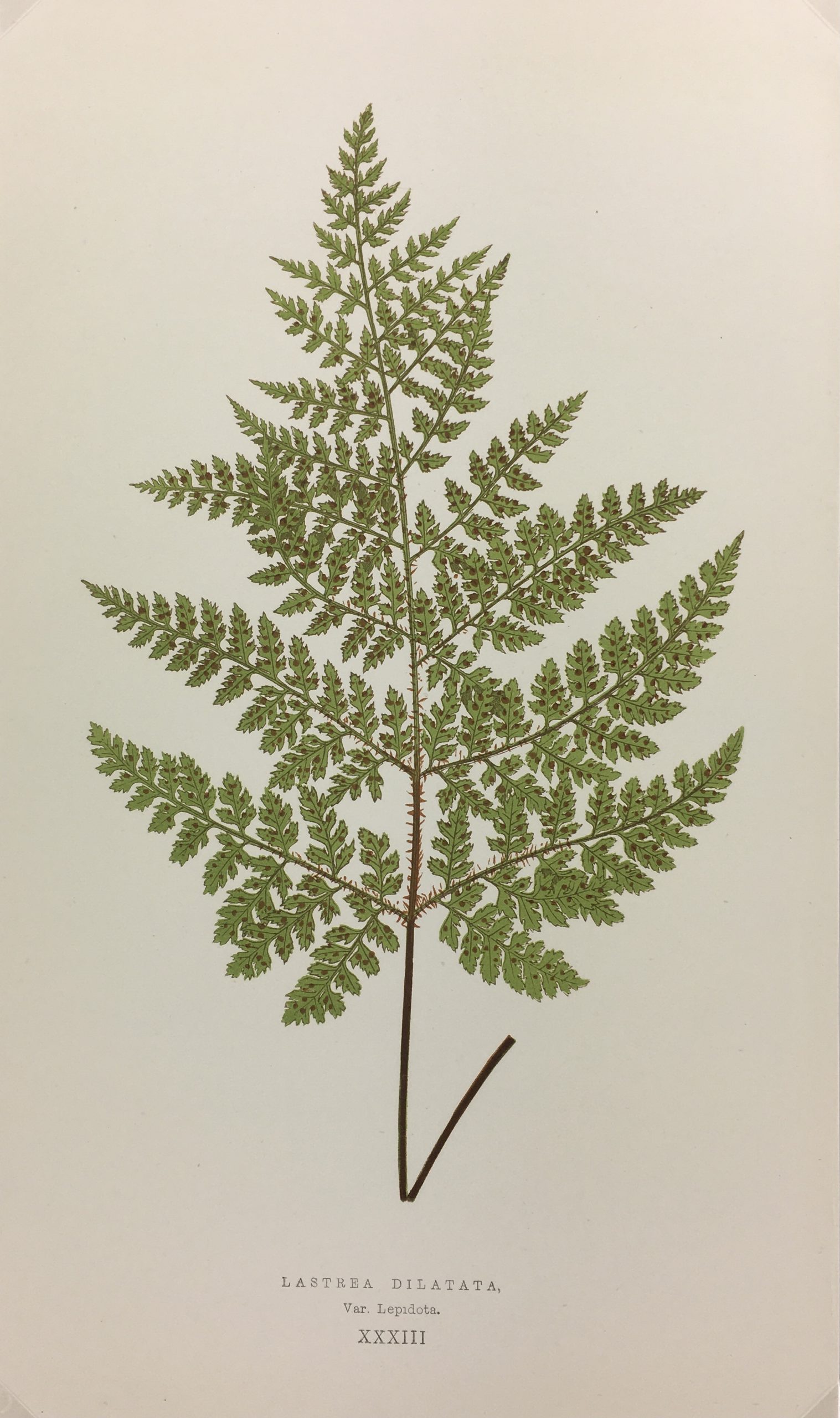 Botanical Print - Ferns, E. J. Lowe, 1867