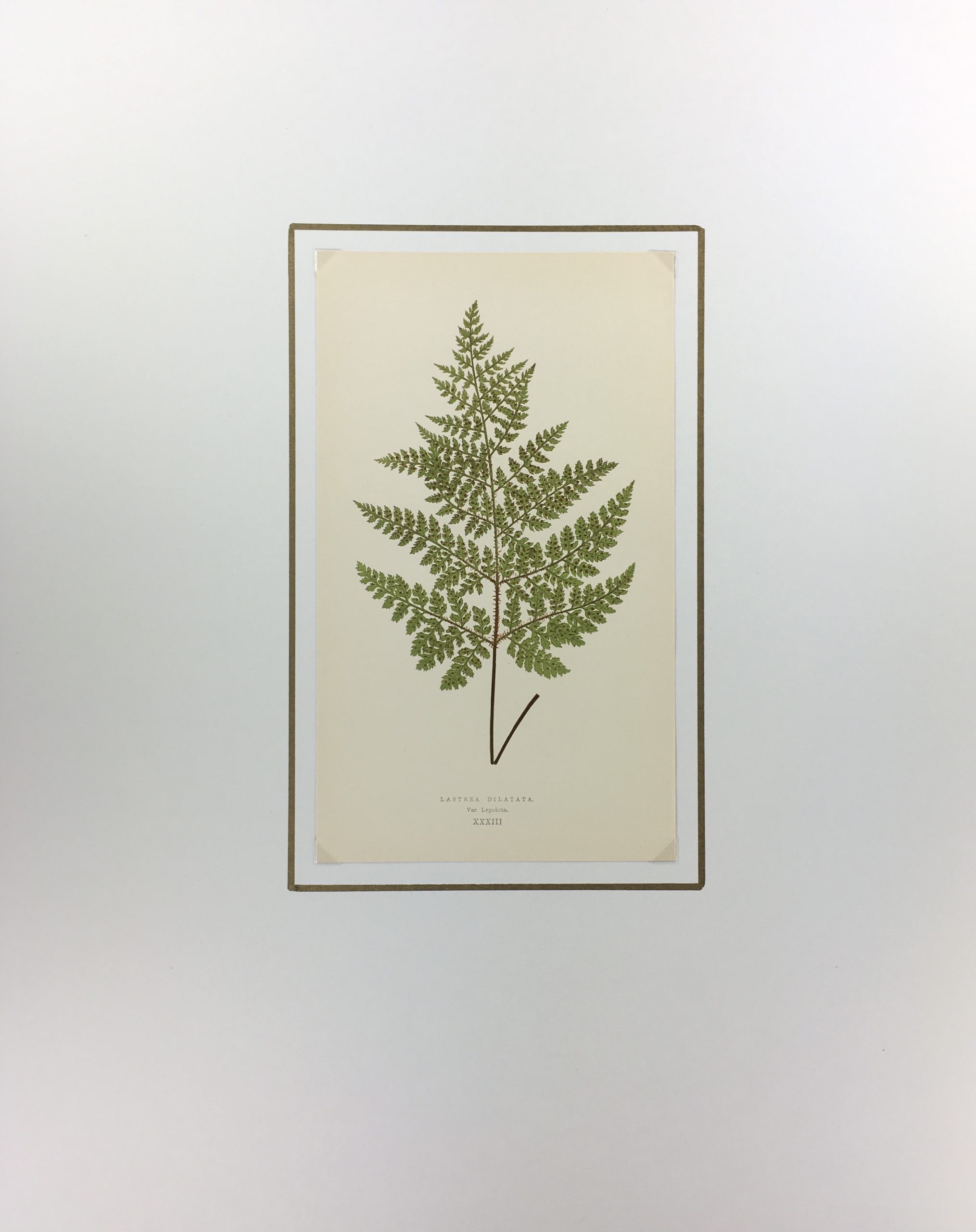 Botanical Print - Ferns, E. J. Lowe, 1867