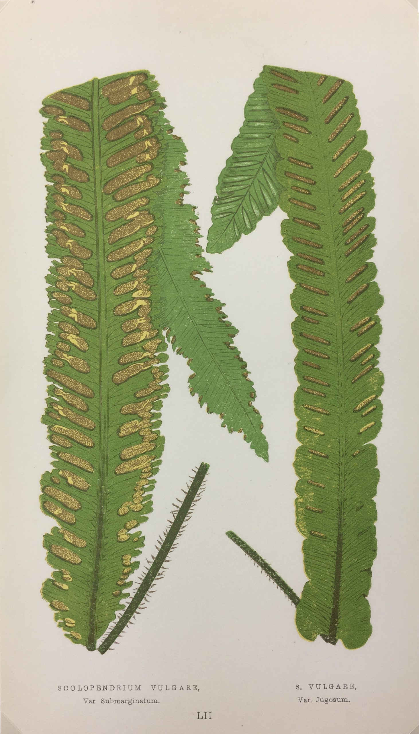 Botanical Print - Ferns, E. J. Lowe, 1867
