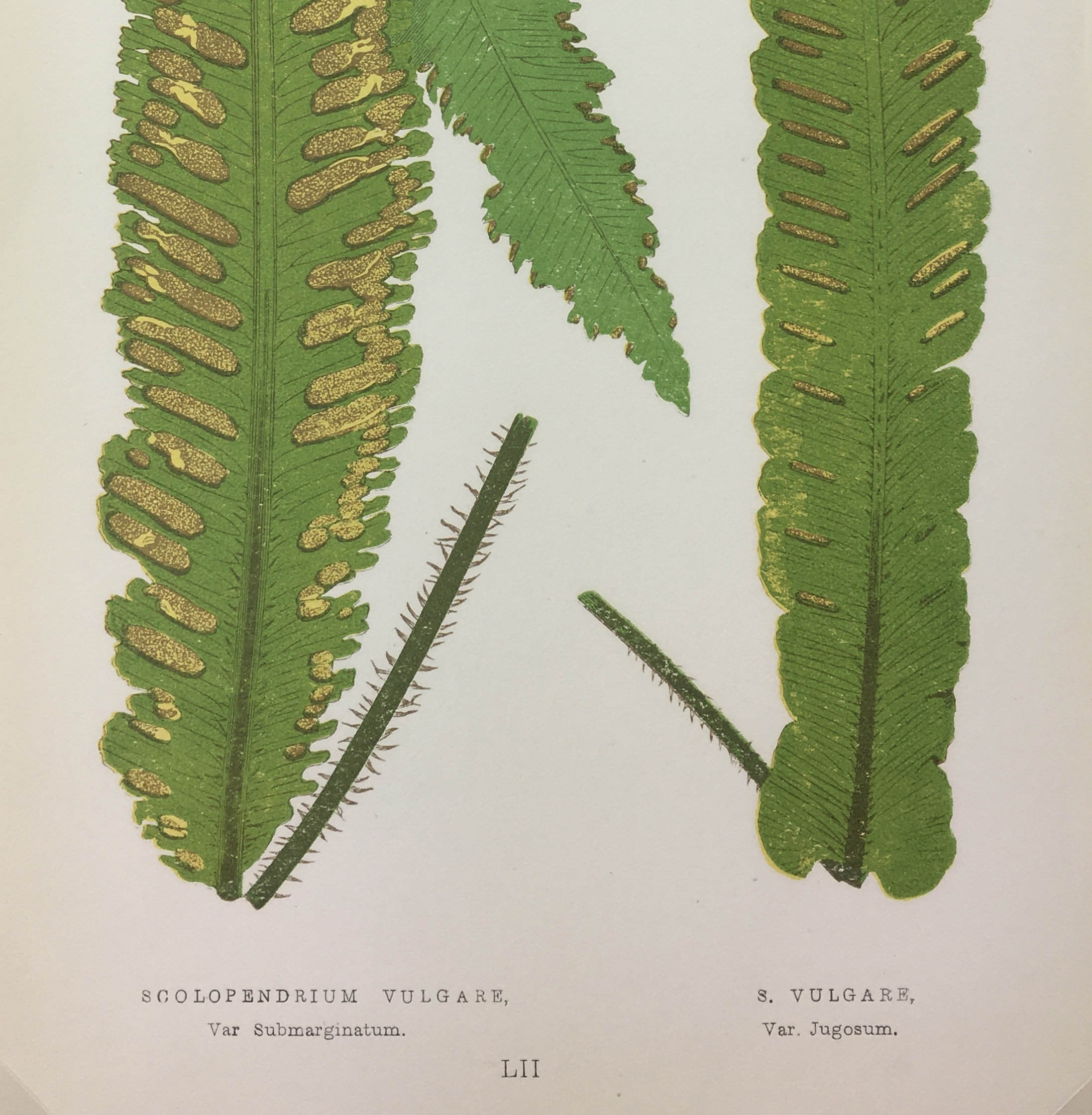 Botanical Print - Ferns, E. J. Lowe, 1867