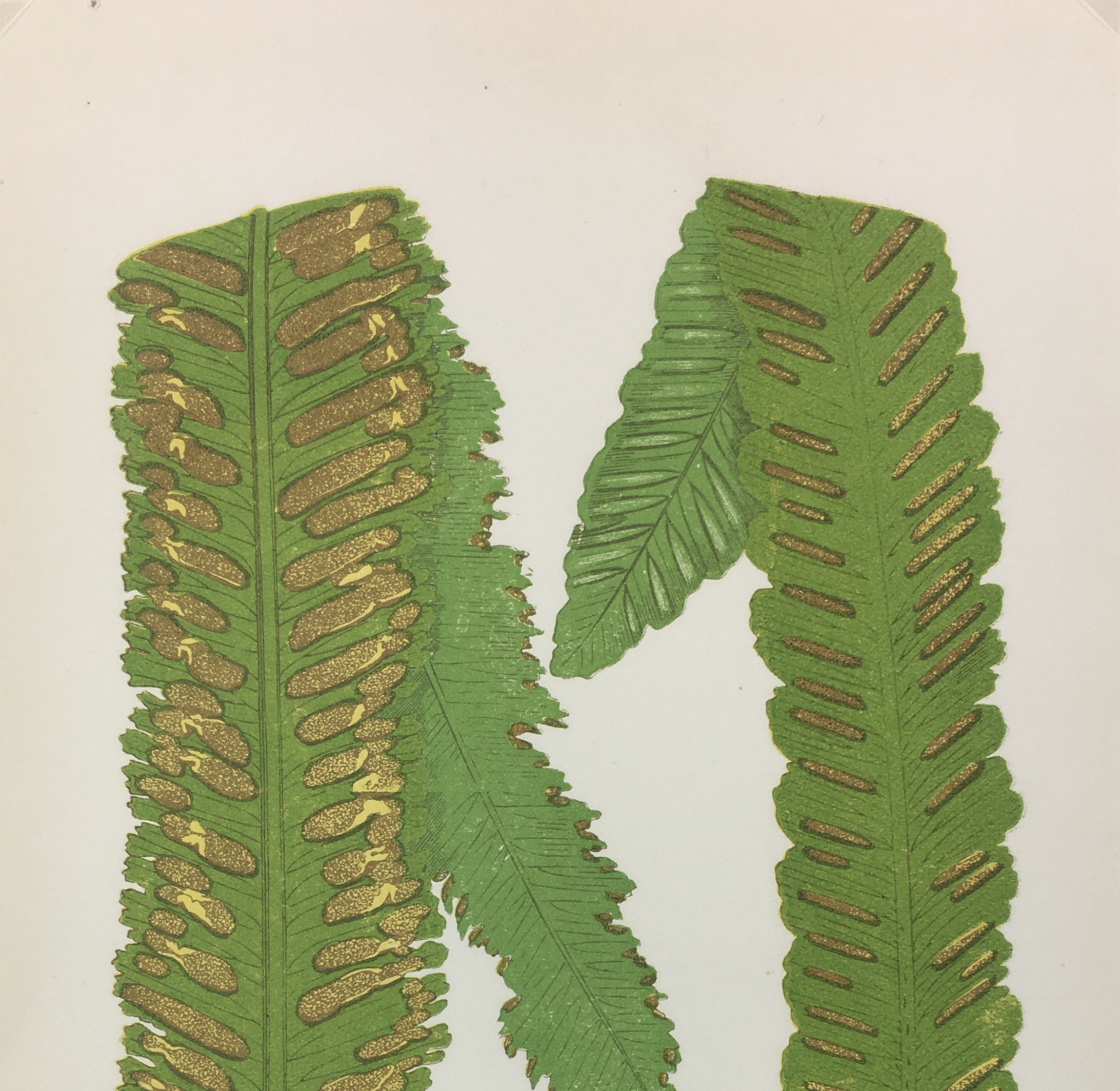 Botanical Print - Ferns, E. J. Lowe, 1867
