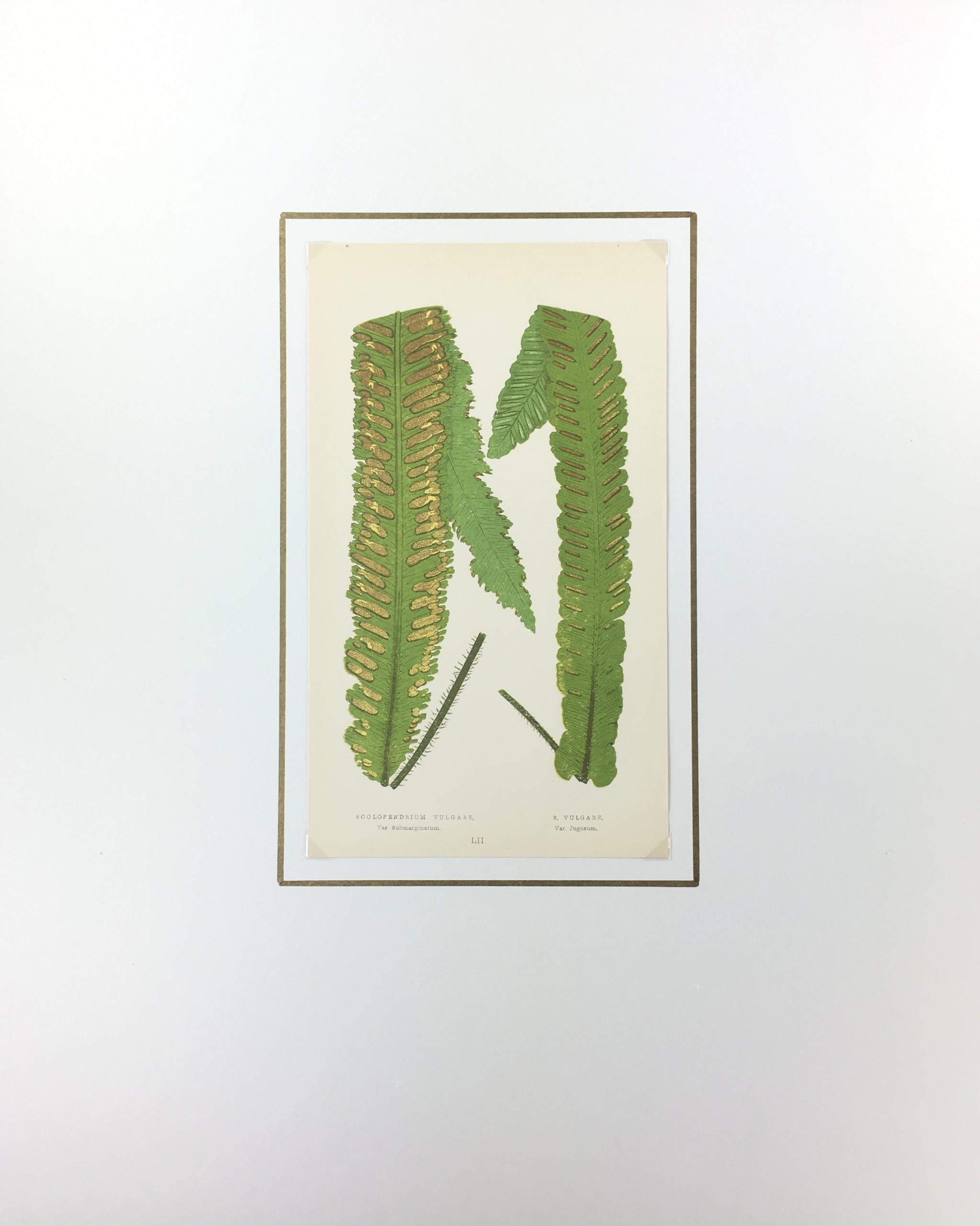 Botanical Print - Ferns, E. J. Lowe, 1867