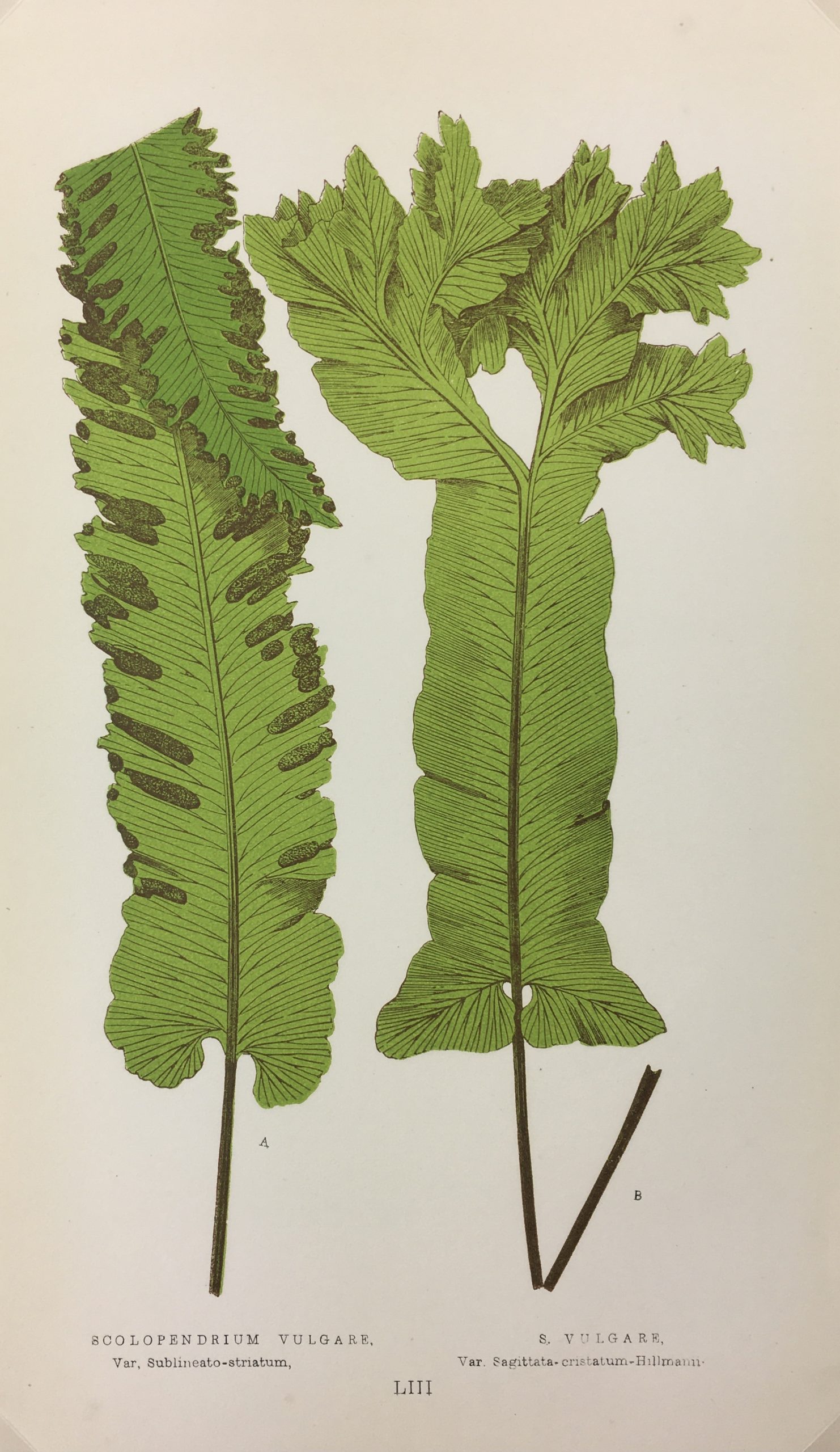 Botanical Print - Ferns, E. J. Lowe, 1867