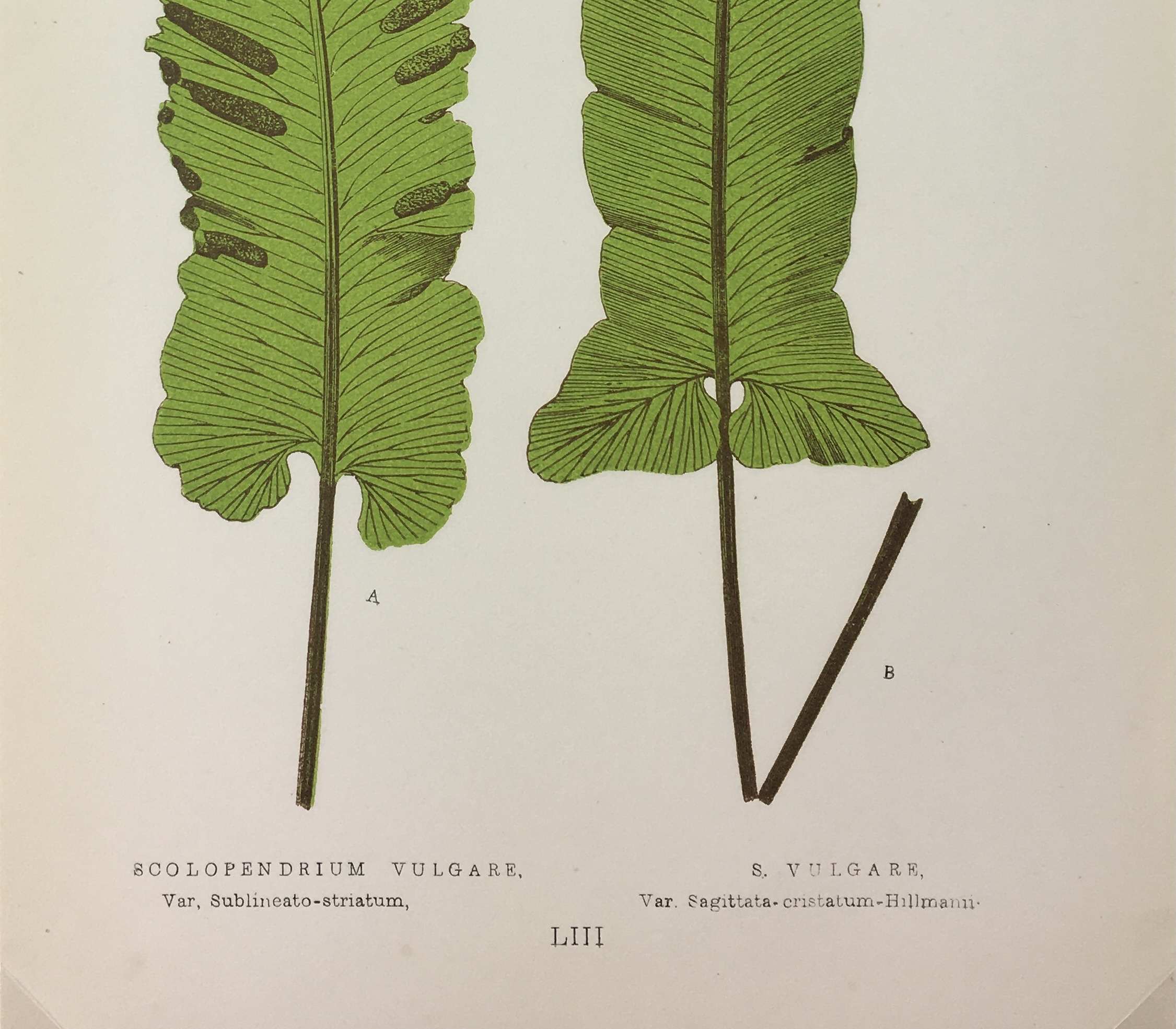 Botanical Print - Ferns, E. J. Lowe, 1867