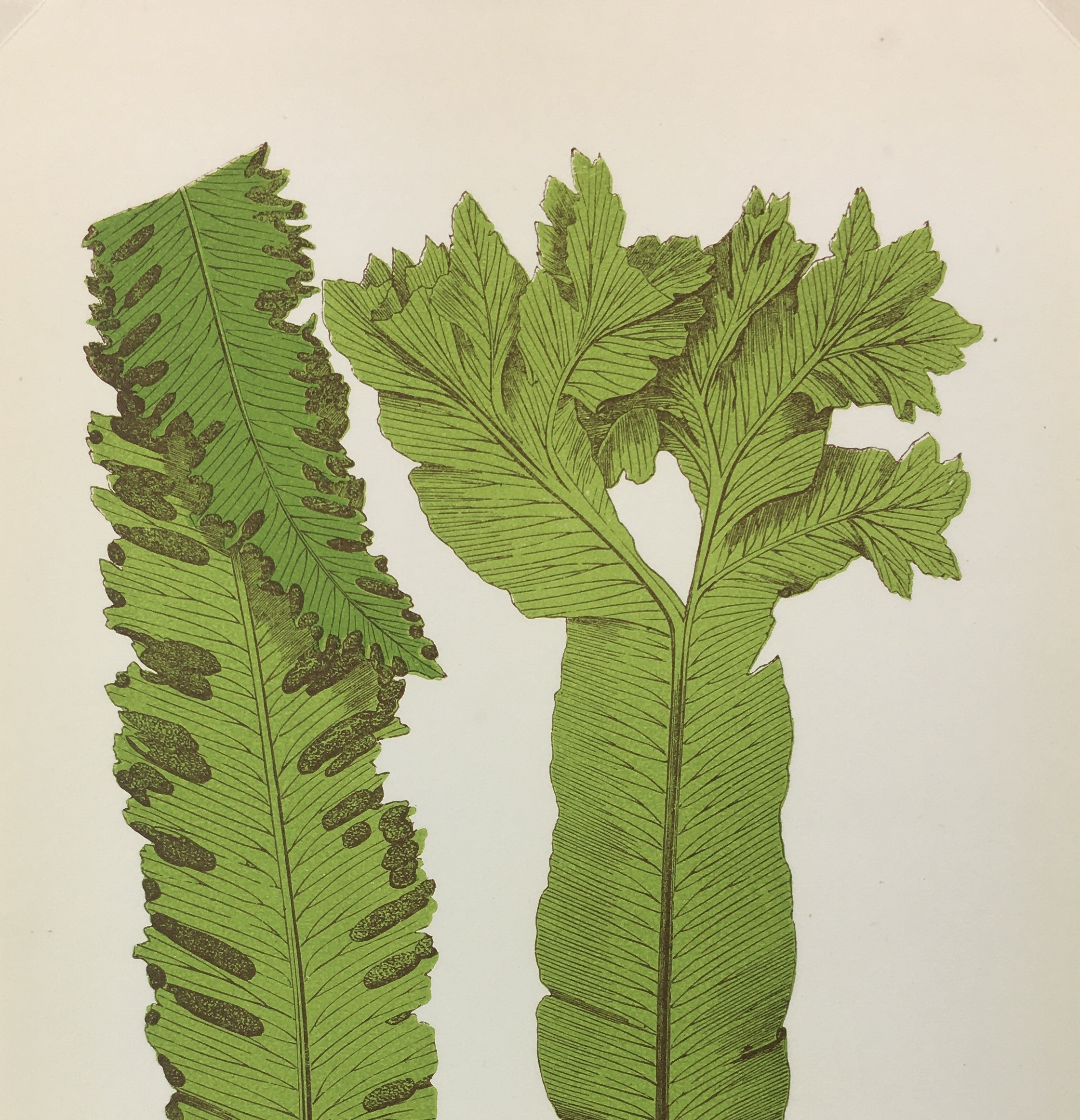 Botanical Print - Ferns, E. J. Lowe, 1867