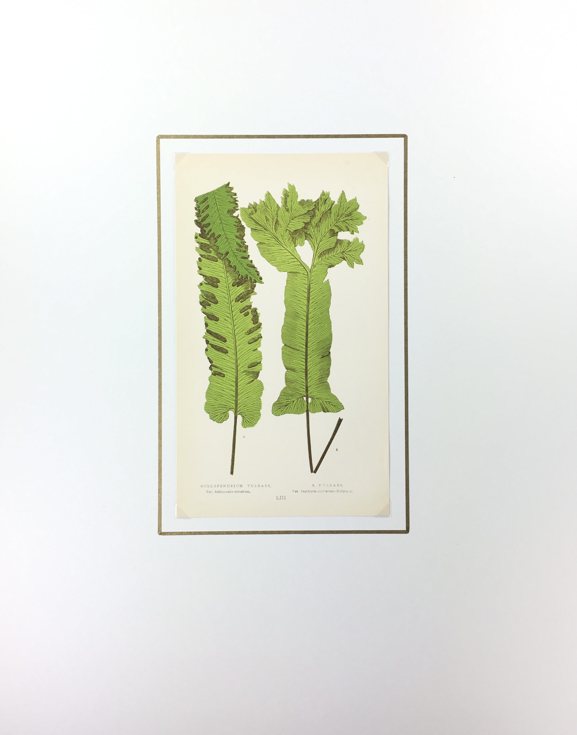 Botanical Print - Ferns, E. J. Lowe, 1867