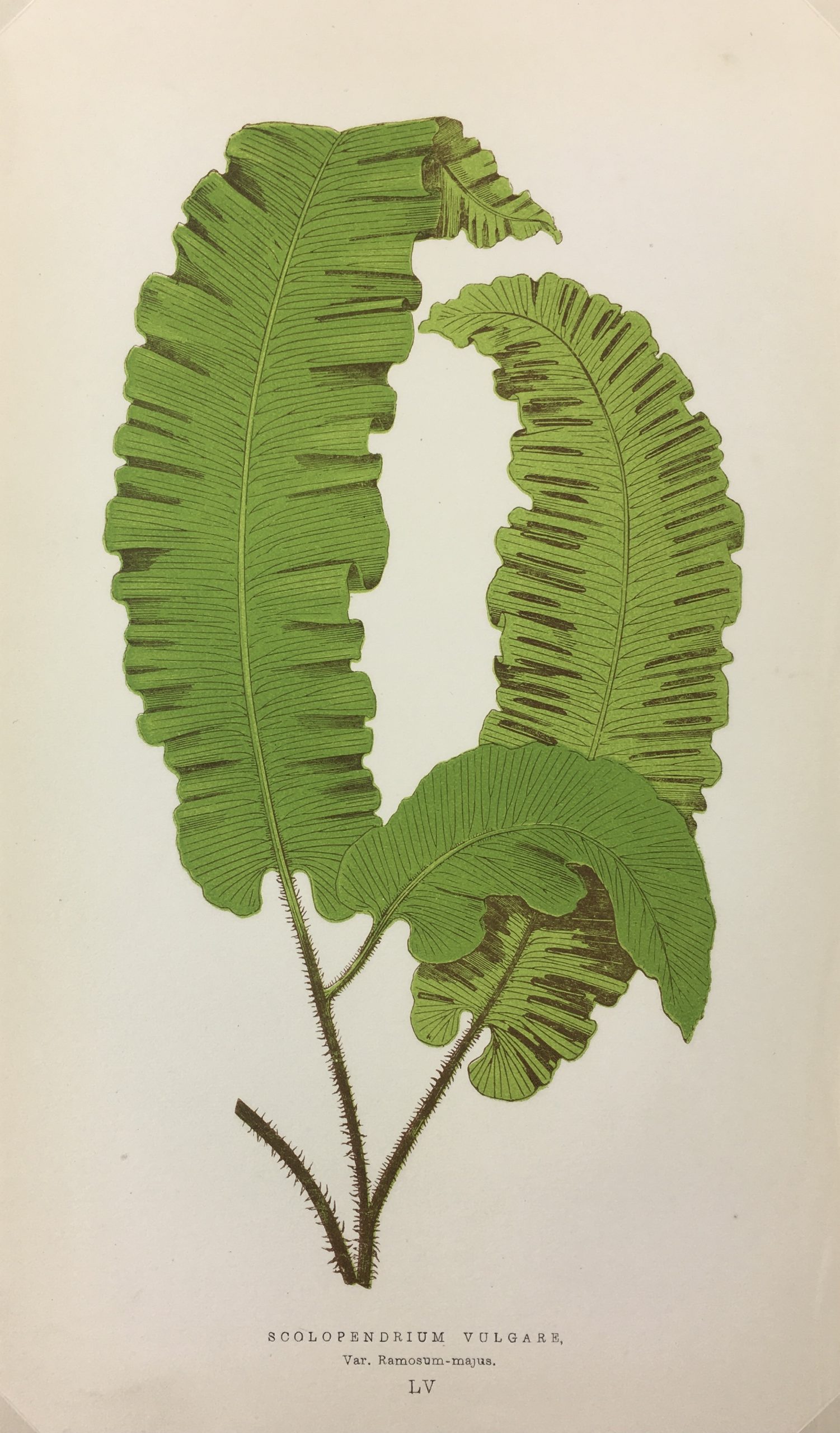 Botanical Print - Ferns, E. J. Lowe, 1867