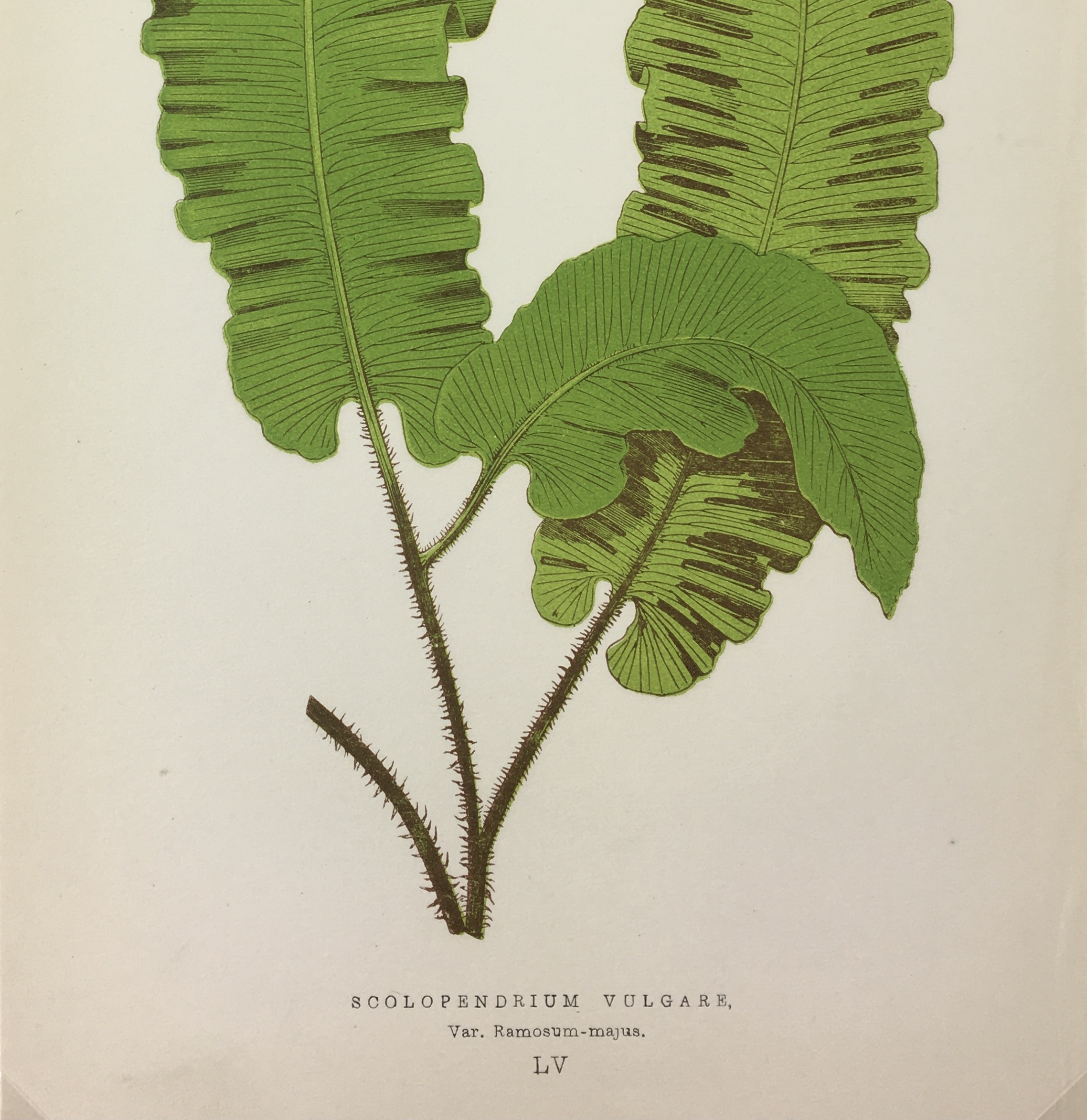 Botanical Print - Ferns, E. J. Lowe, 1867