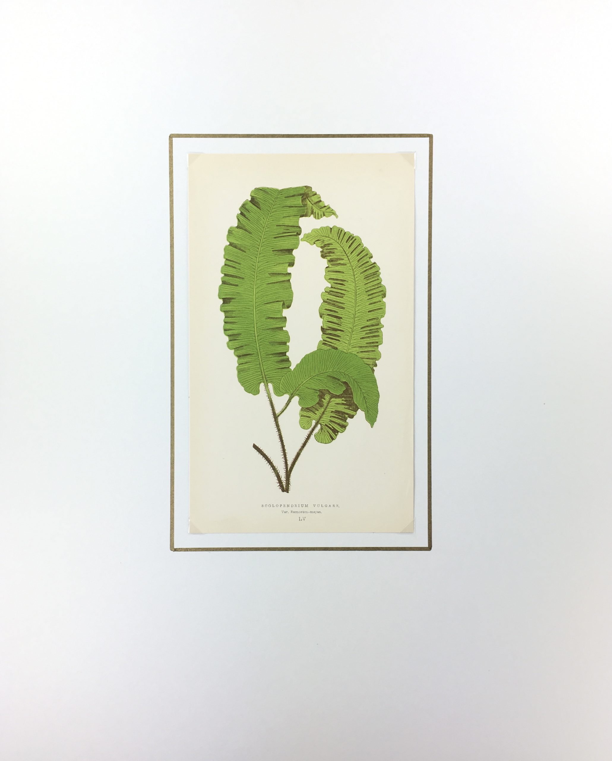 Botanical Print - Ferns, E. J. Lowe, 1867