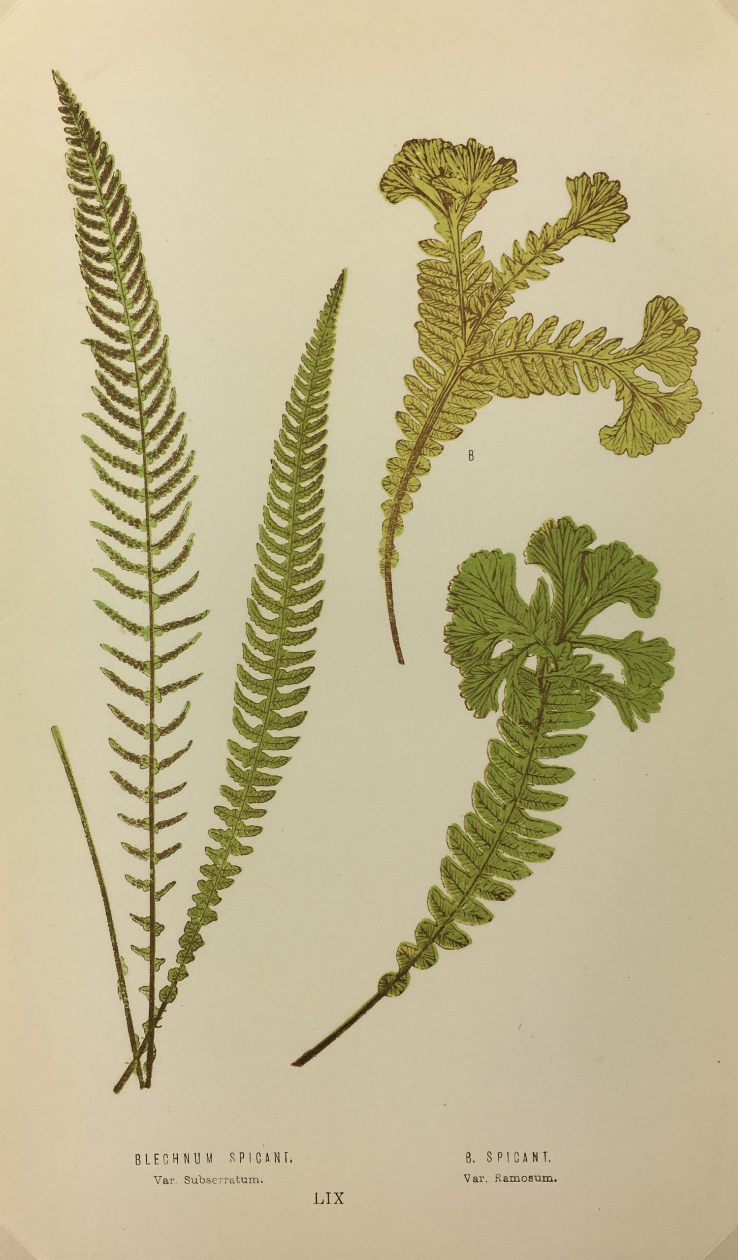 Botanical Print - Ferns, E. J. Lowe, 1867