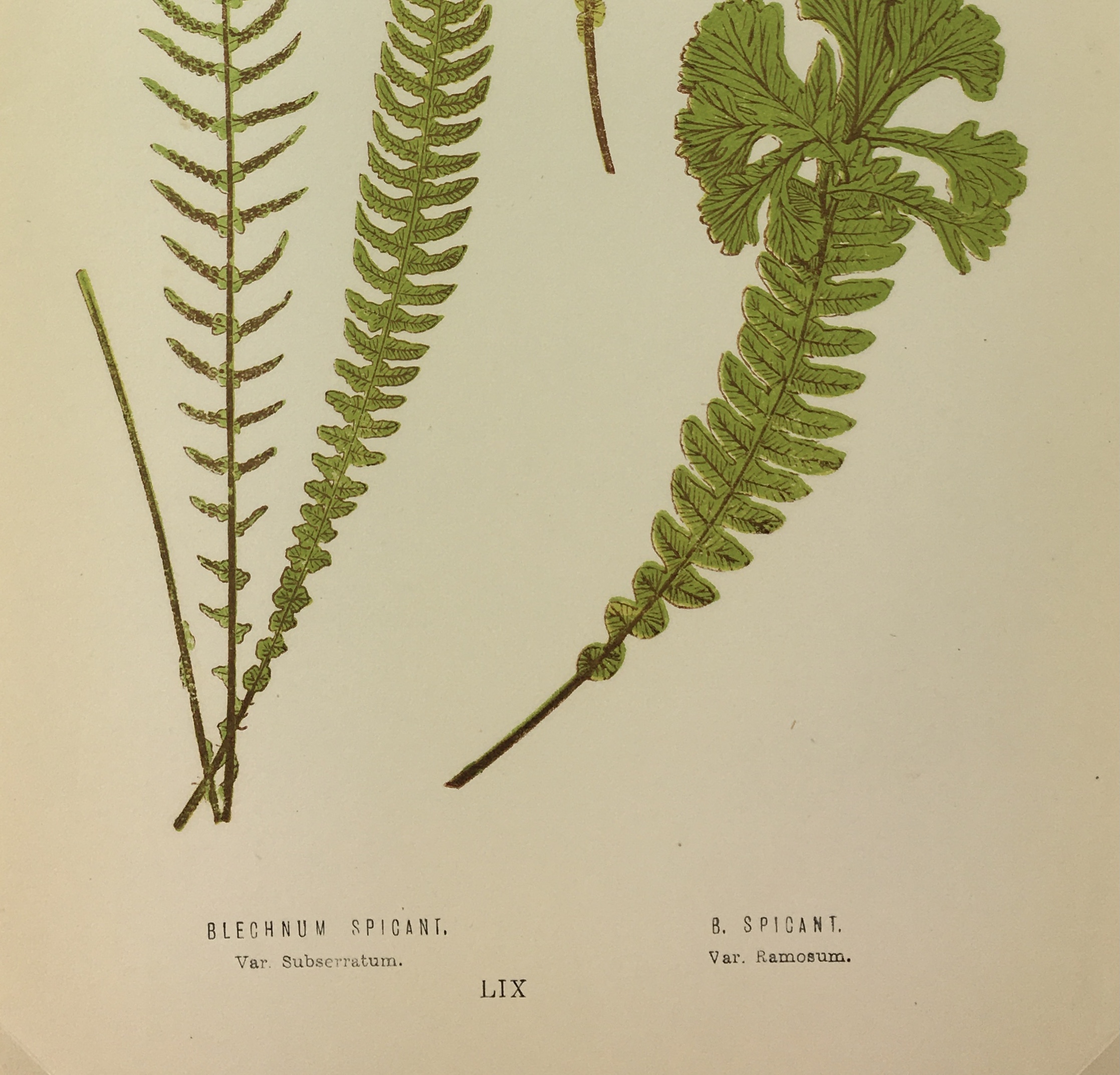 Botanical Print - Ferns, E. J. Lowe, 1867