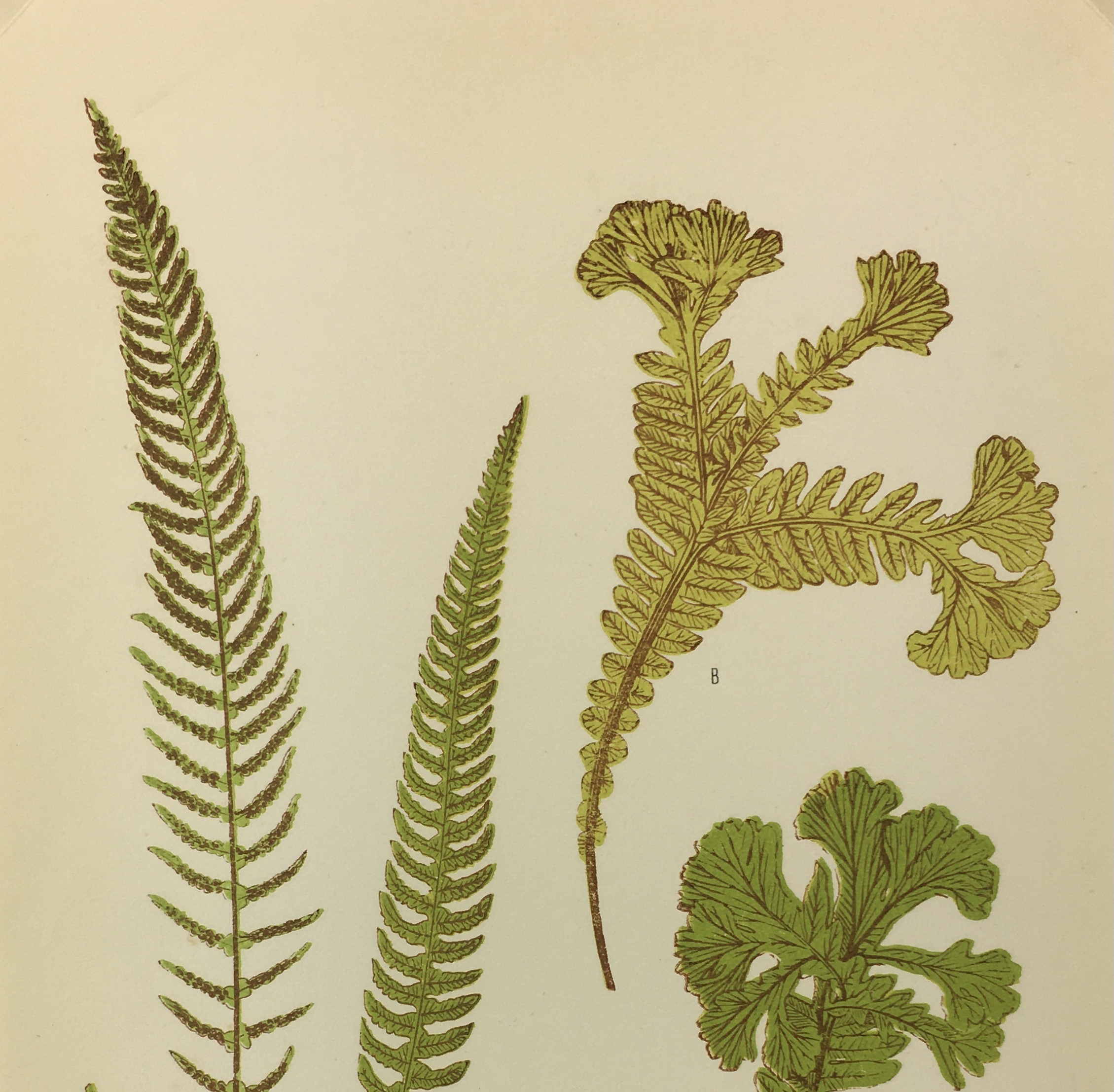 Botanical Print - Ferns, E. J. Lowe, 1867