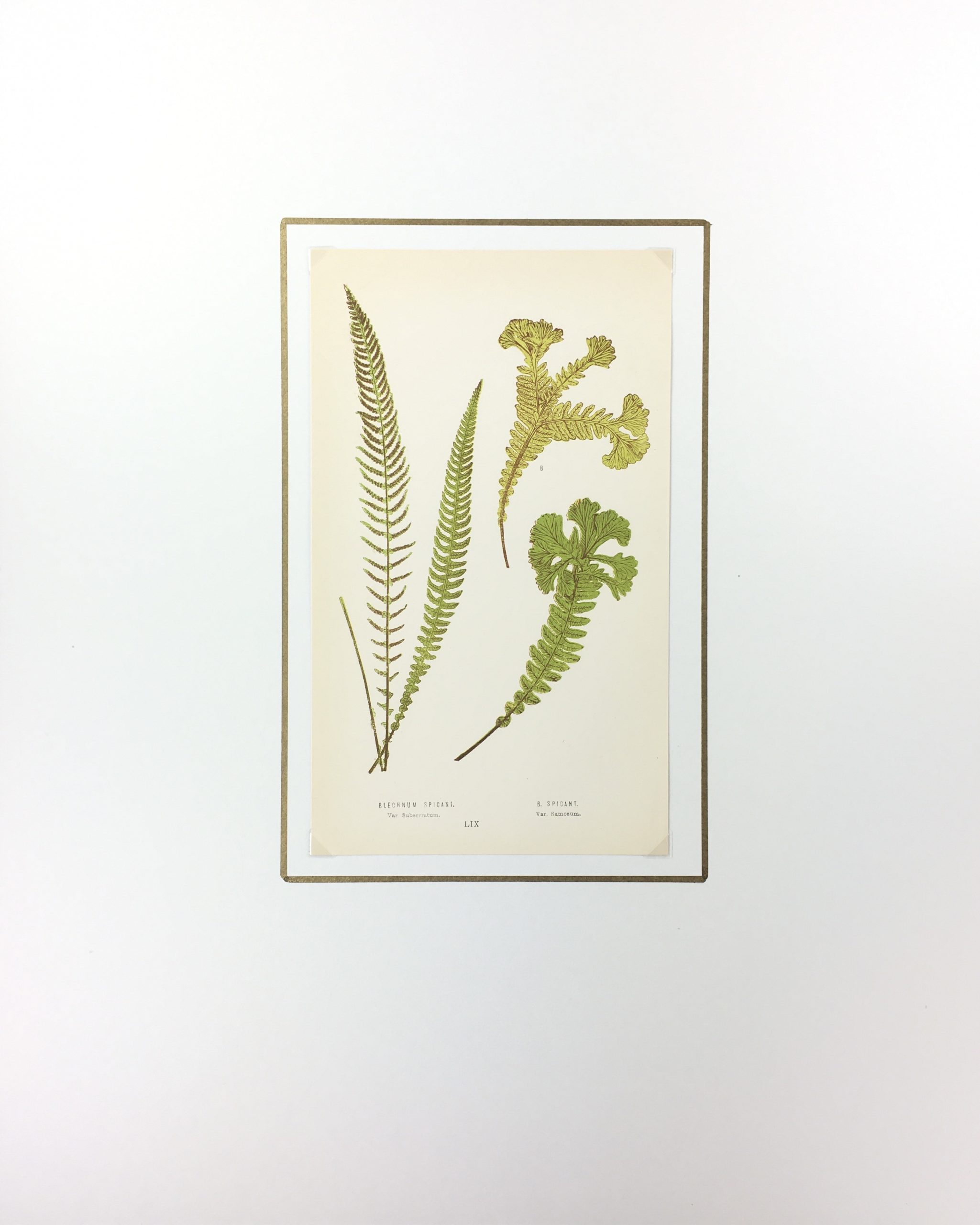 Botanical Print - Ferns, E. J. Lowe, 1867