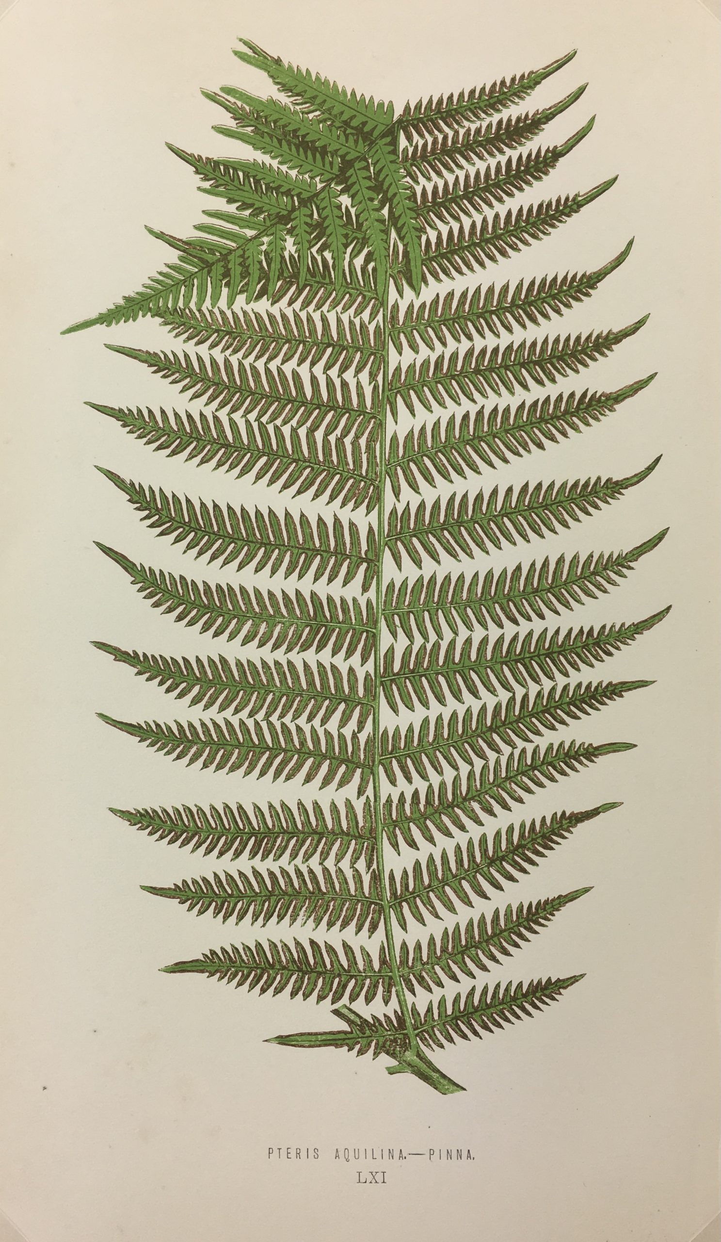 Botanical Print - Ferns, E. J. Lowe, 1867