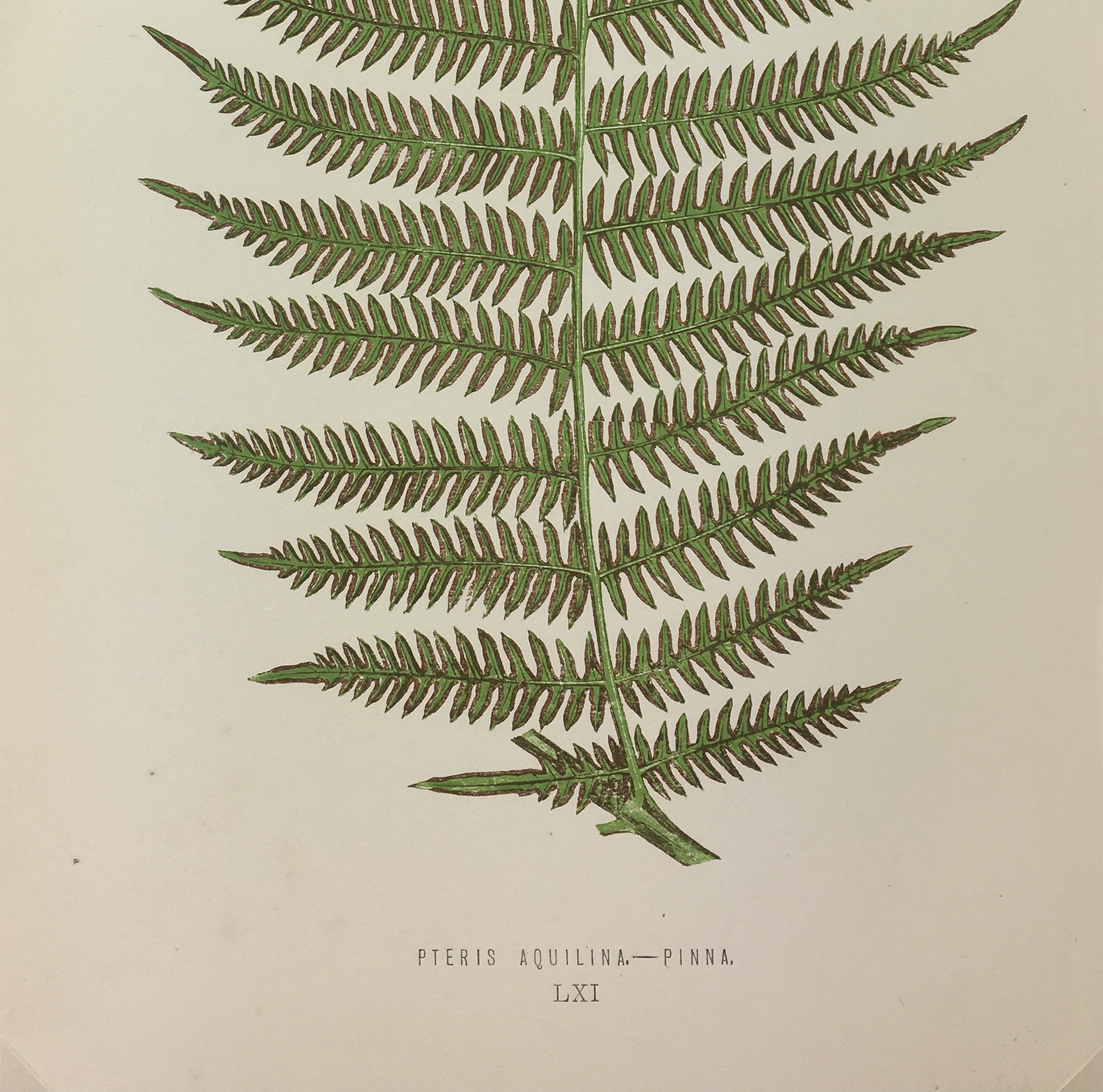 Botanical Print - Ferns, E. J. Lowe, 1867