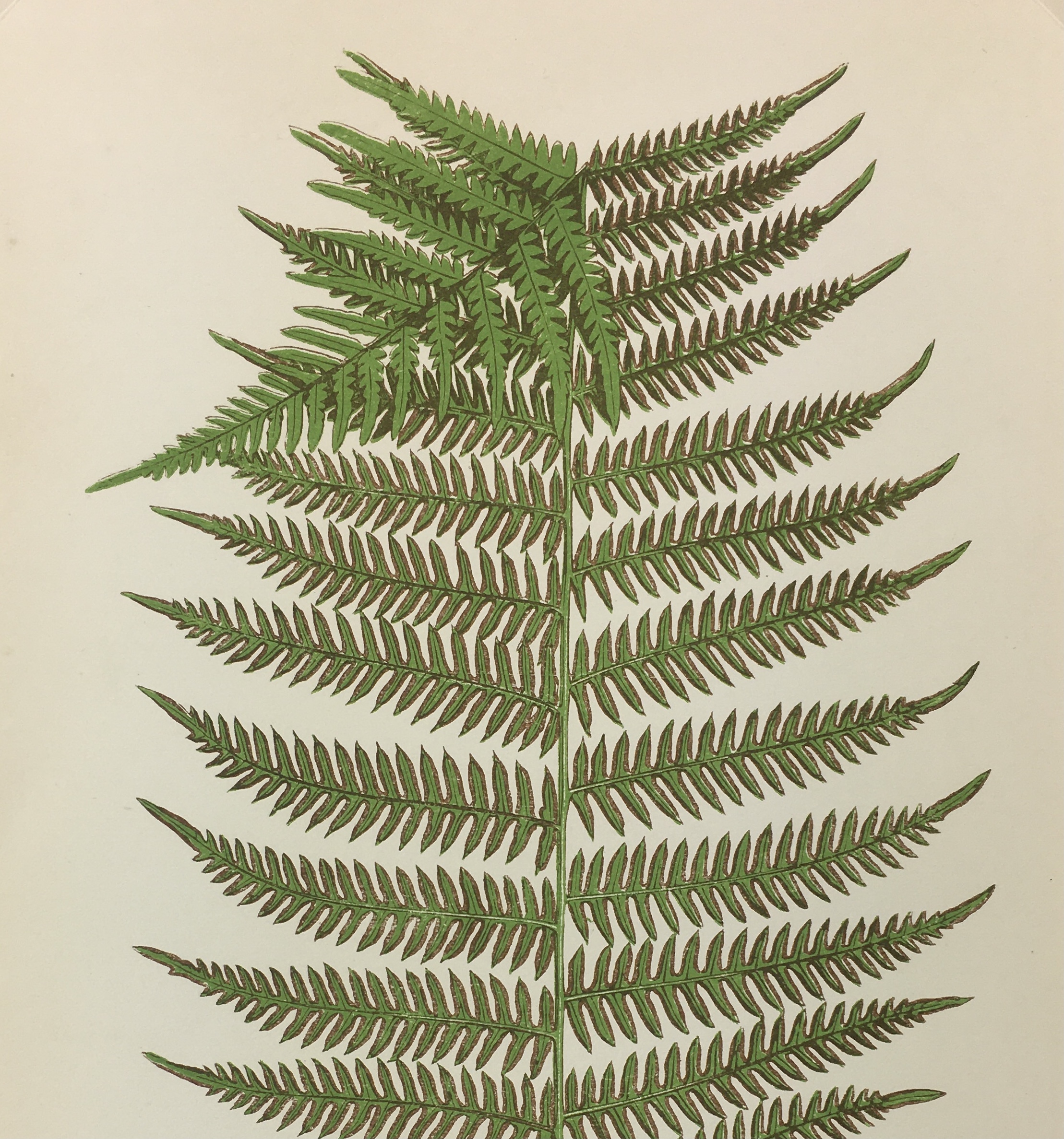 Botanical Print - Ferns, E. J. Lowe, 1867