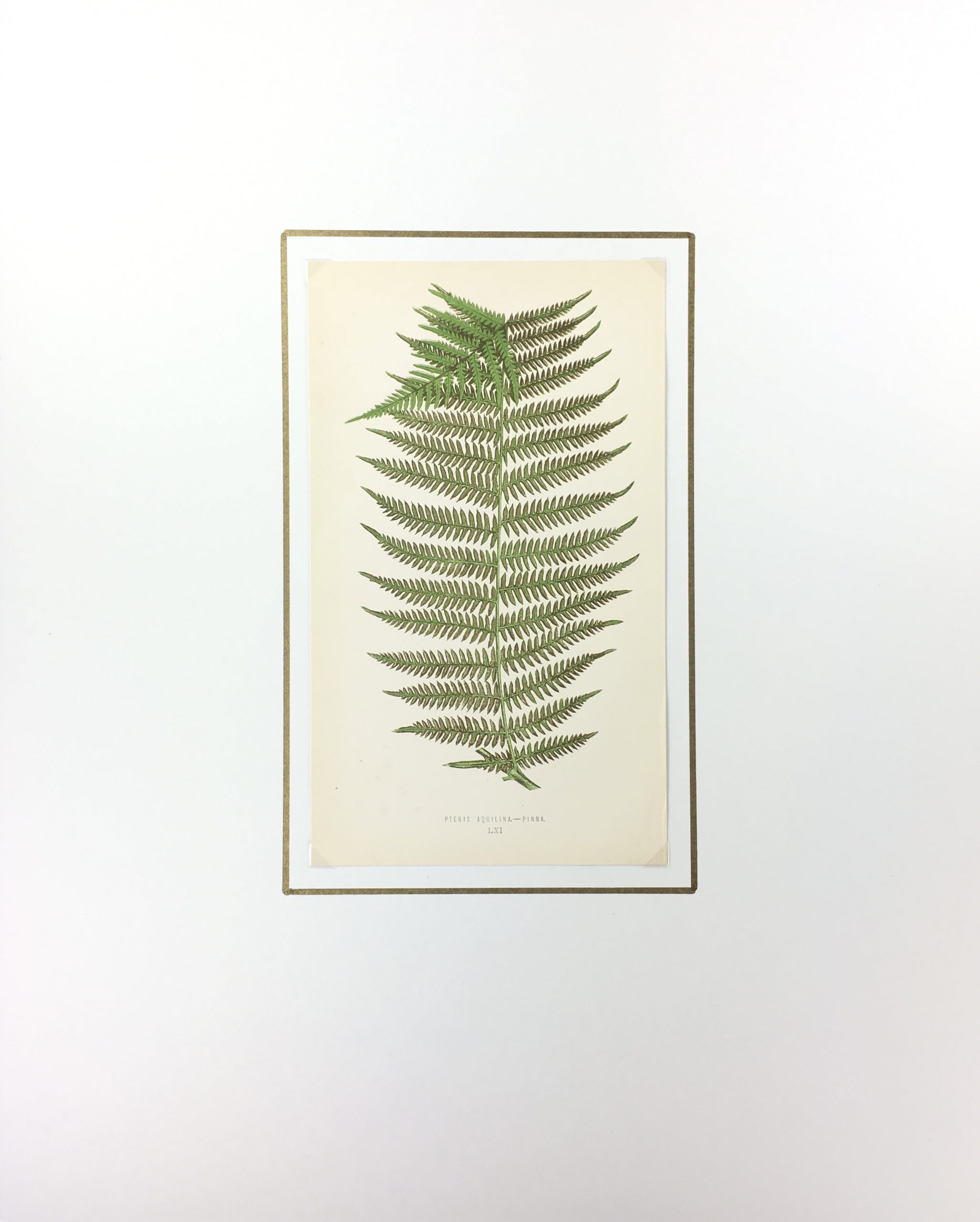 Botanical Print - Ferns, E. J. Lowe, 1867