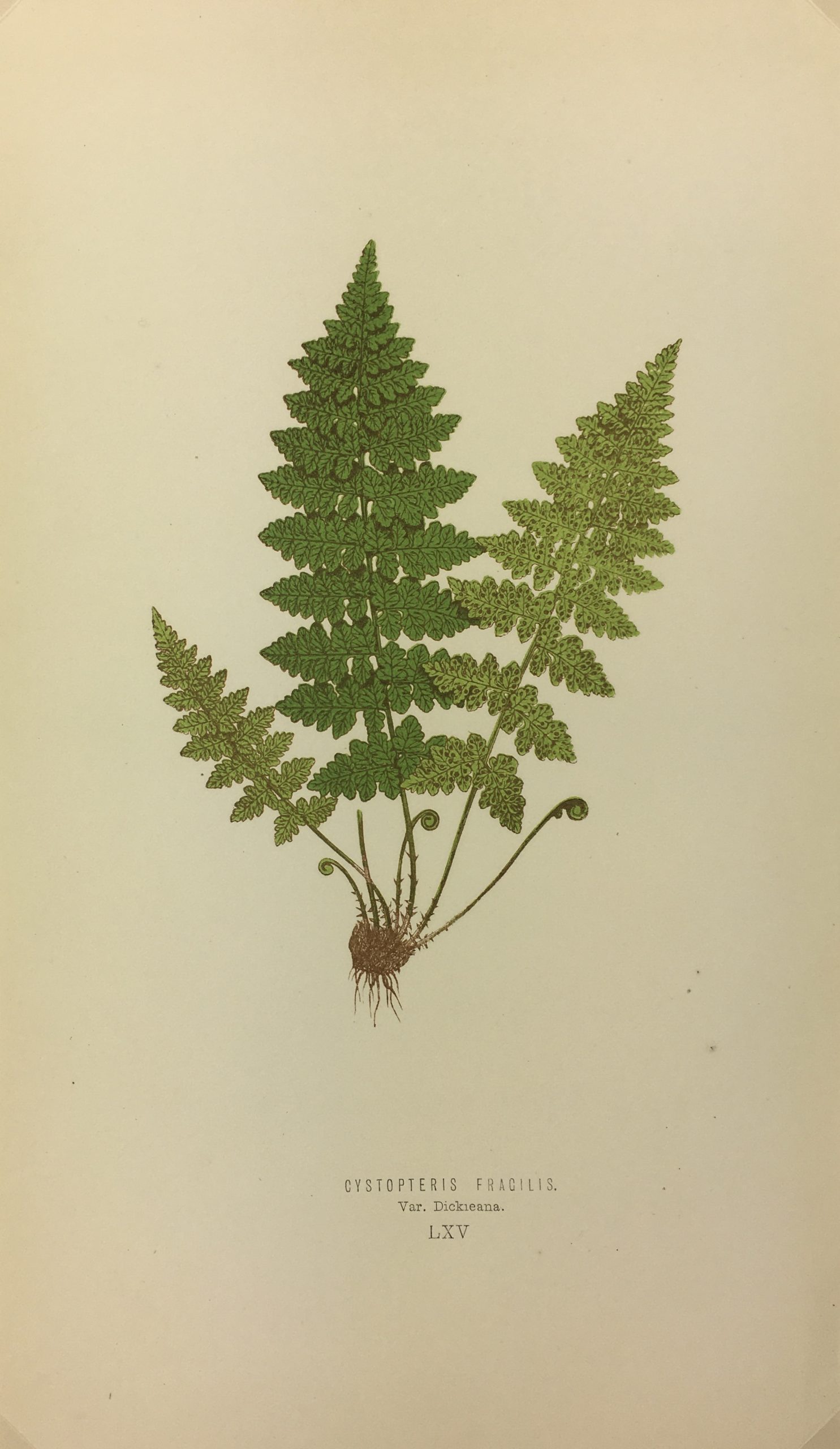 Botanical Print - Ferns, E. J. Lowe, 1867