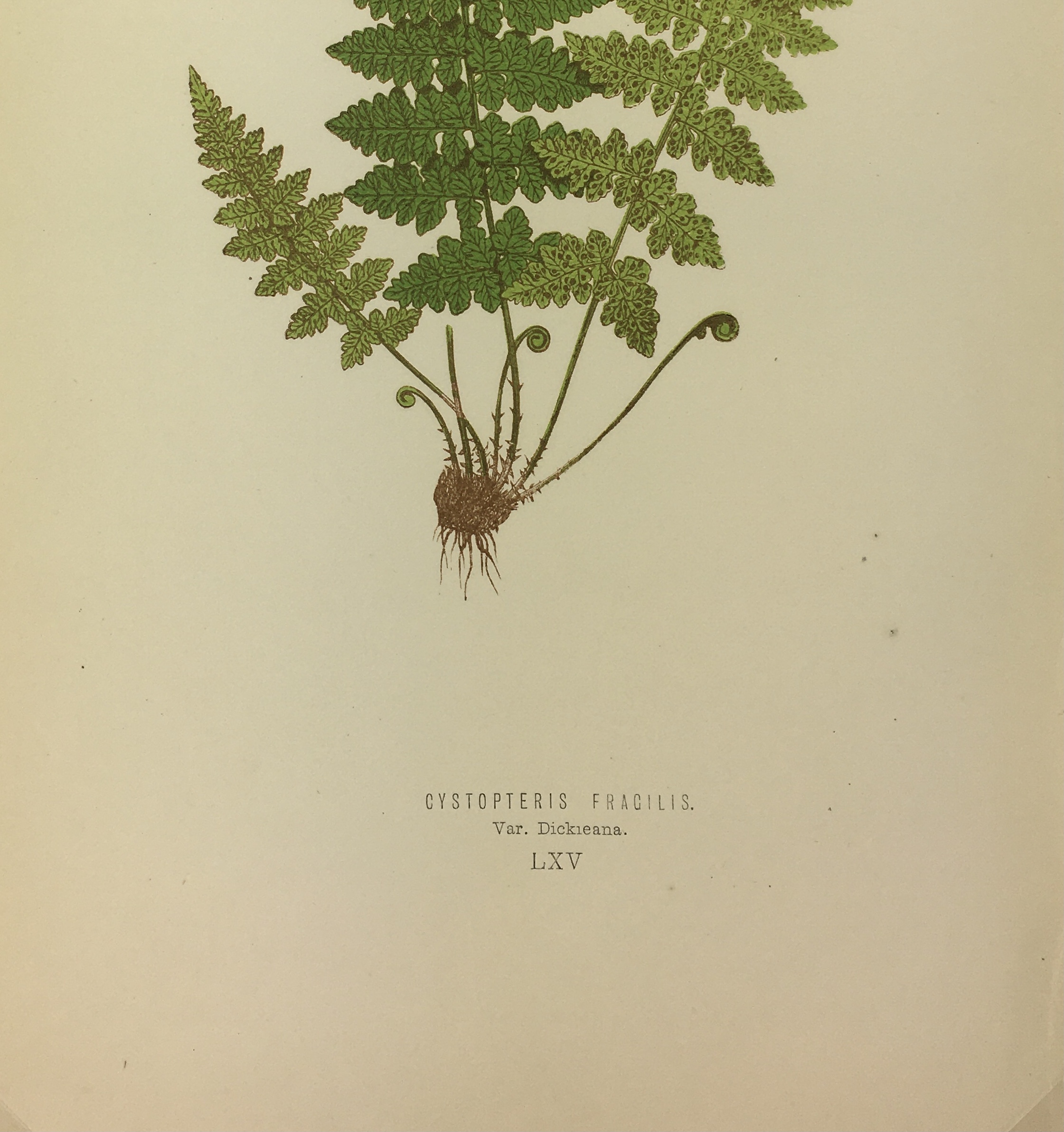 Botanical Print - Ferns, E. J. Lowe, 1867