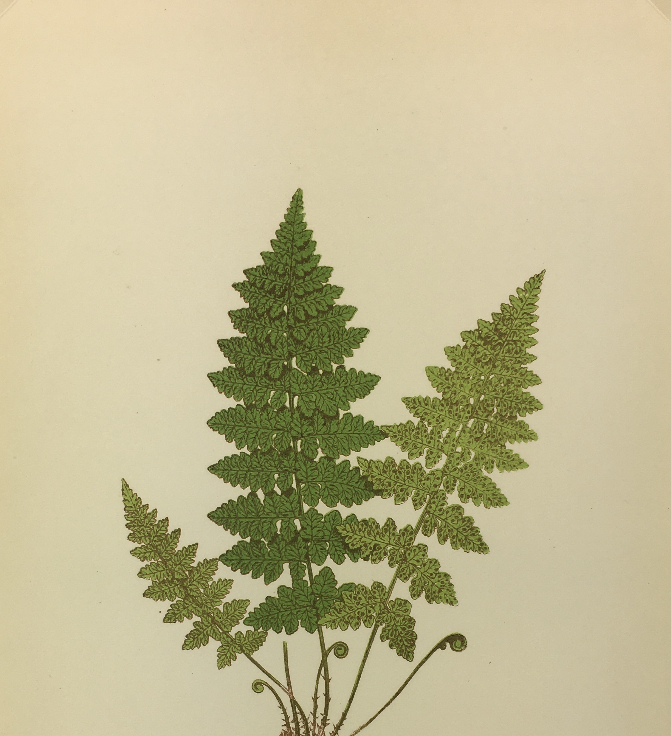 Botanical Print - Ferns, E. J. Lowe, 1867