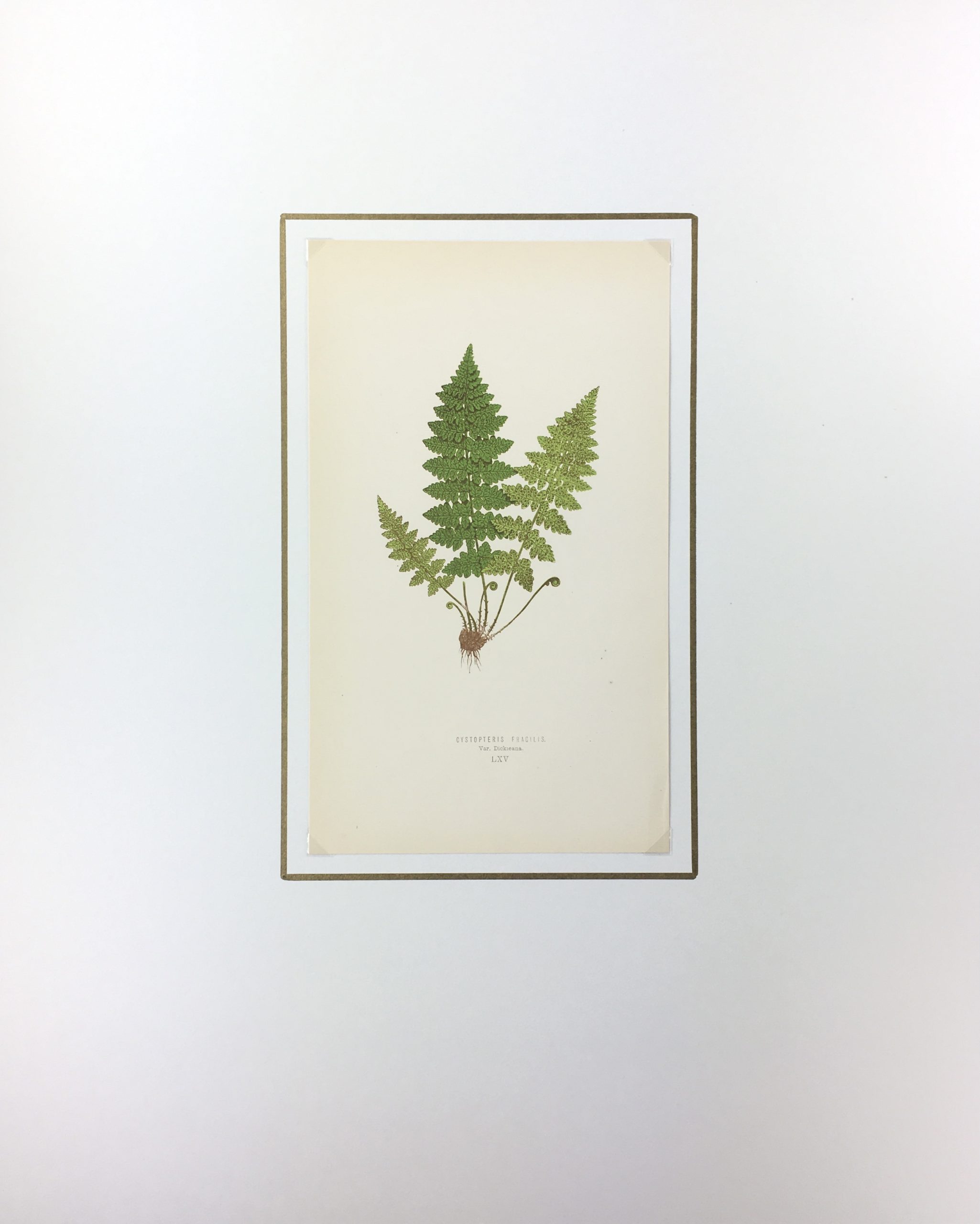 Botanical Print - Ferns, E. J. Lowe, 1867