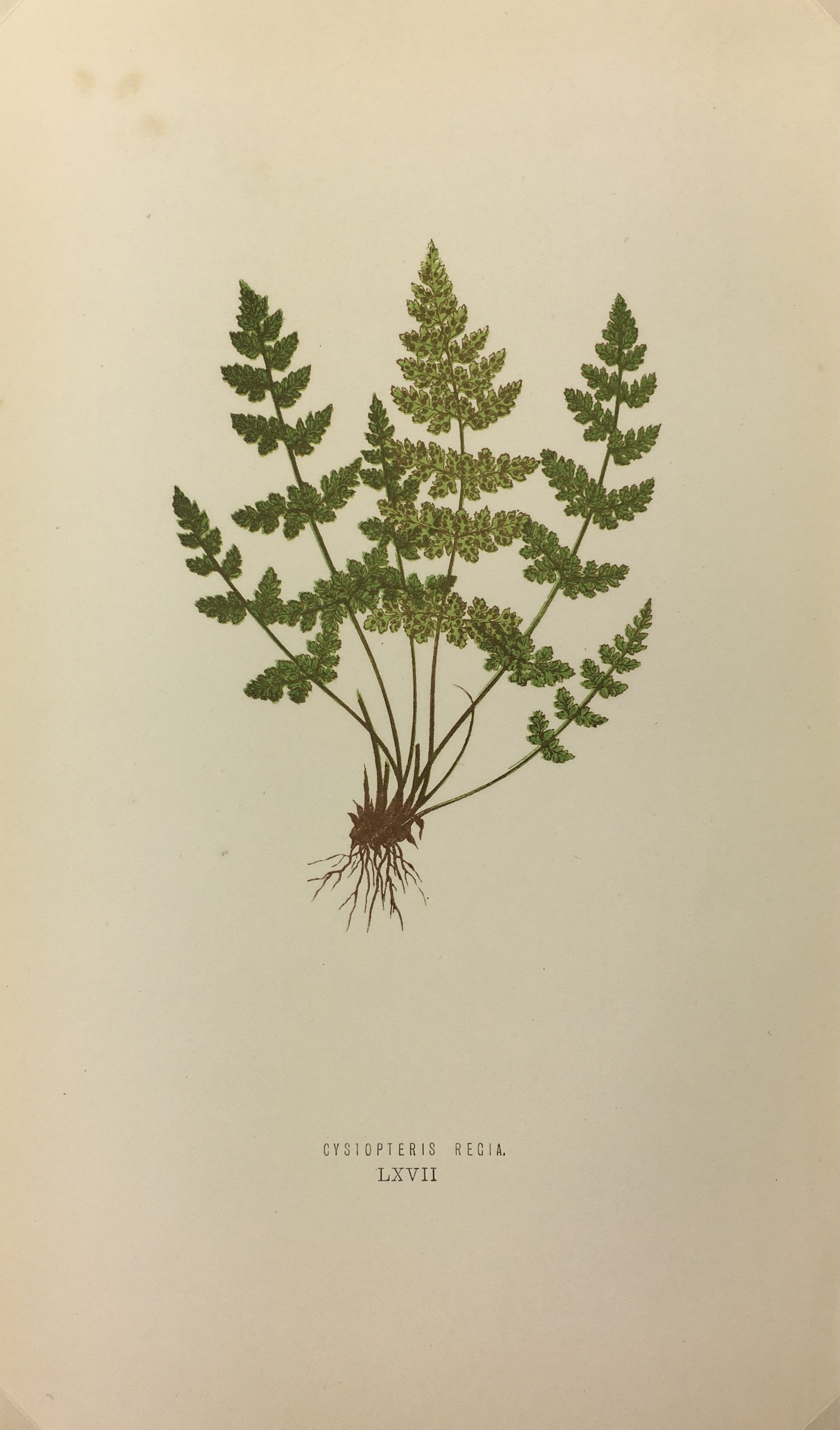 Botanical Print - Ferns, E. J. Lowe, 1867