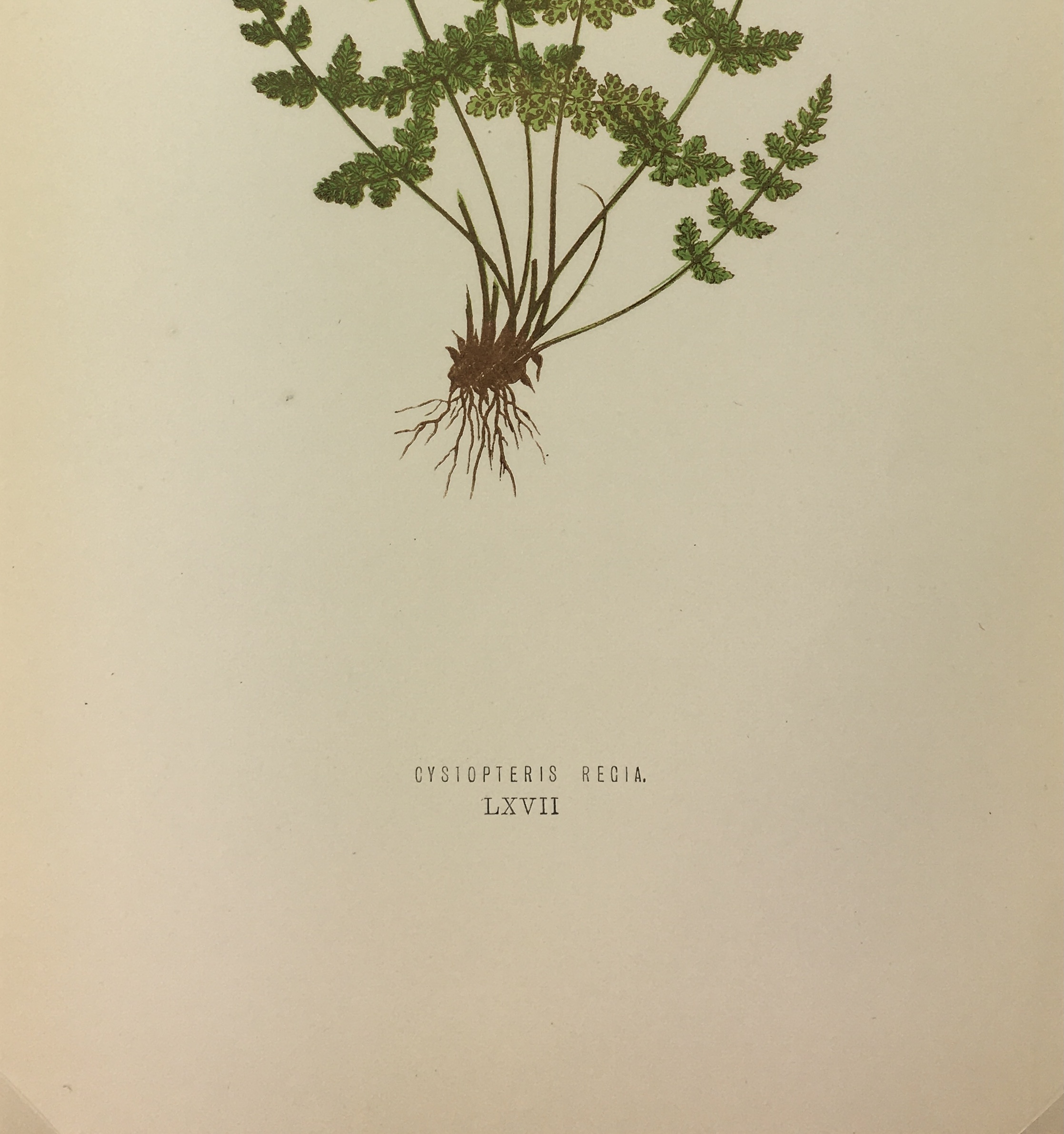Botanical Print - Ferns, E. J. Lowe, 1867
