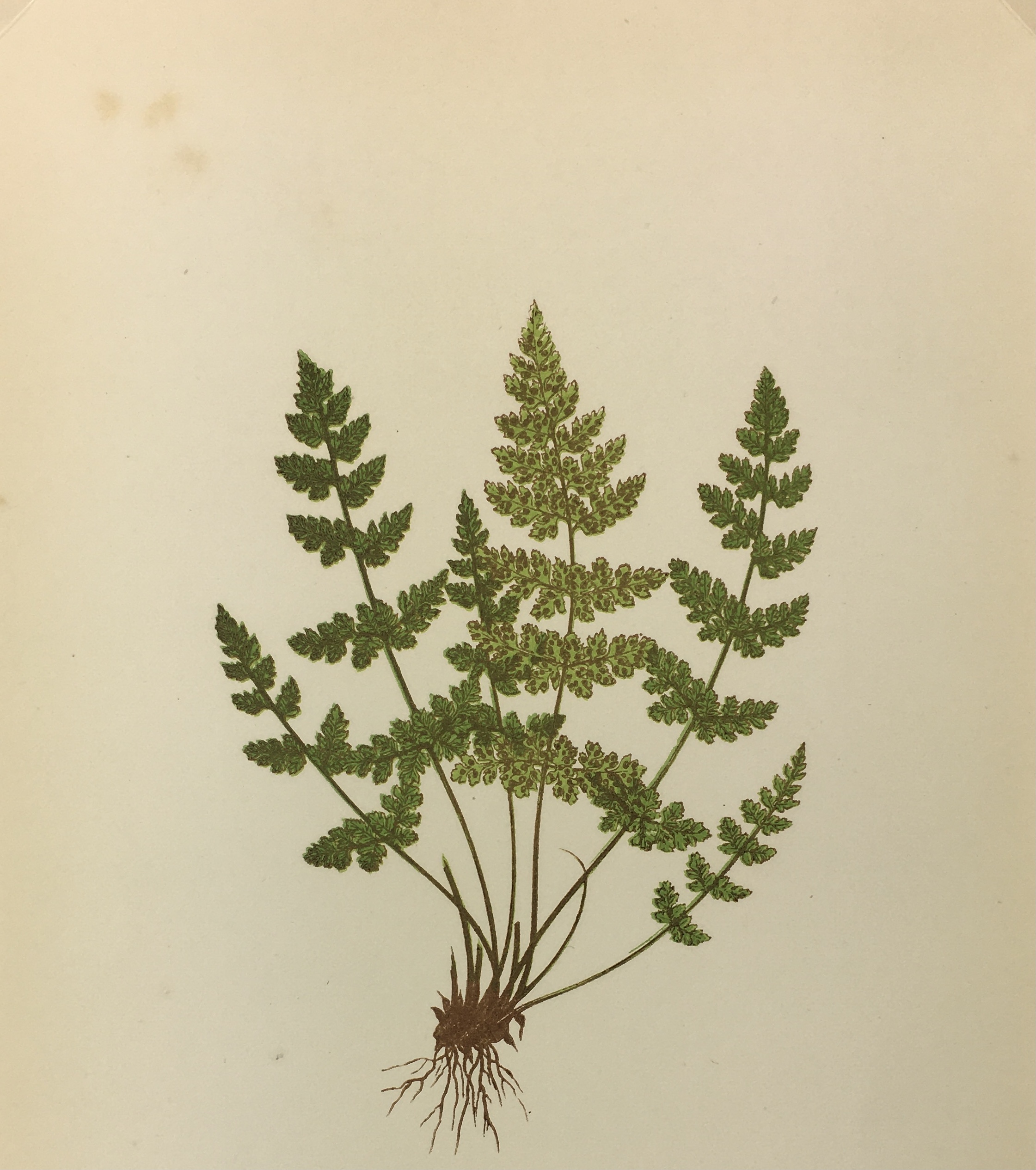 Botanical Print - Ferns, E. J. Lowe, 1867