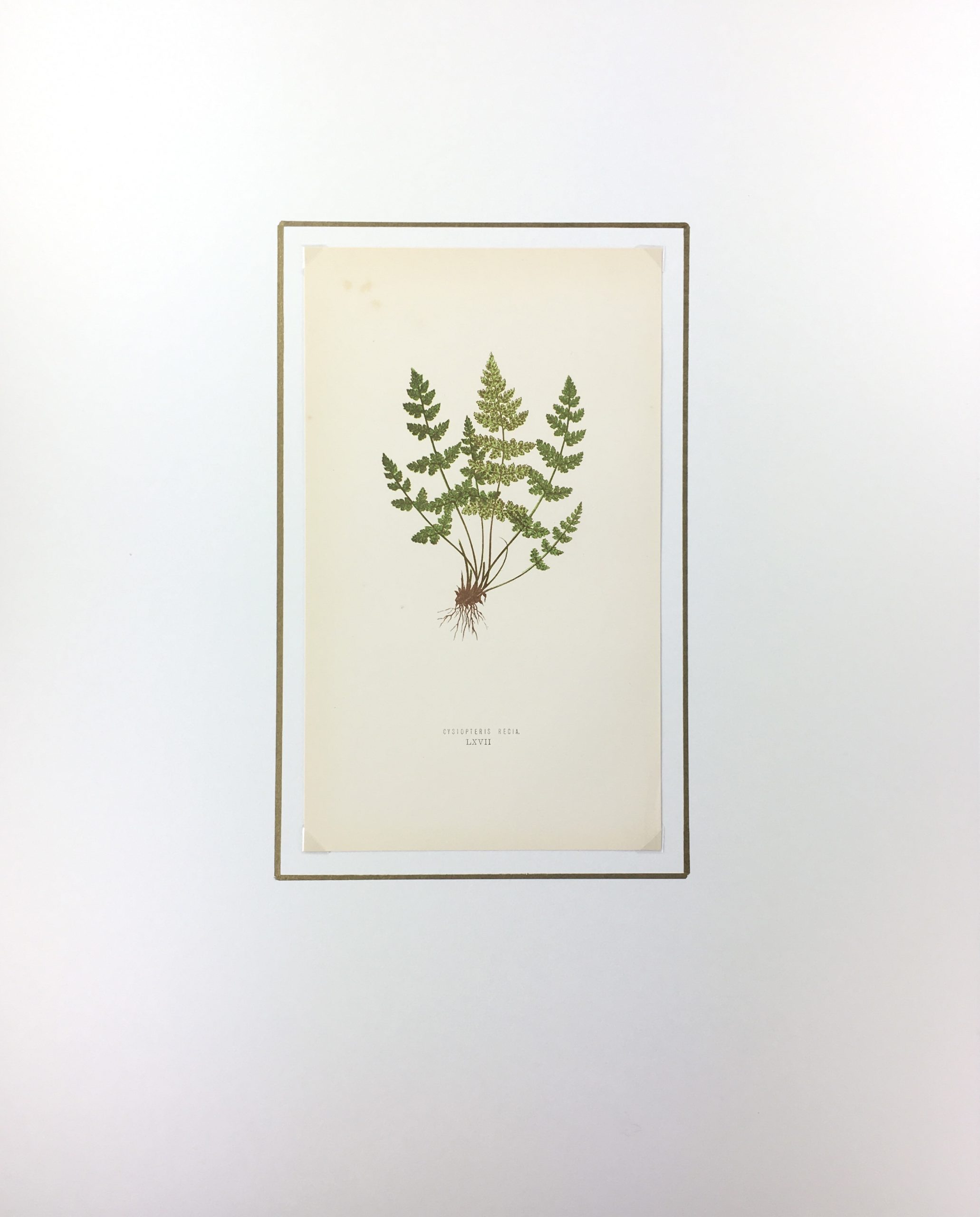 Botanical Print - Ferns, E. J. Lowe, 1867